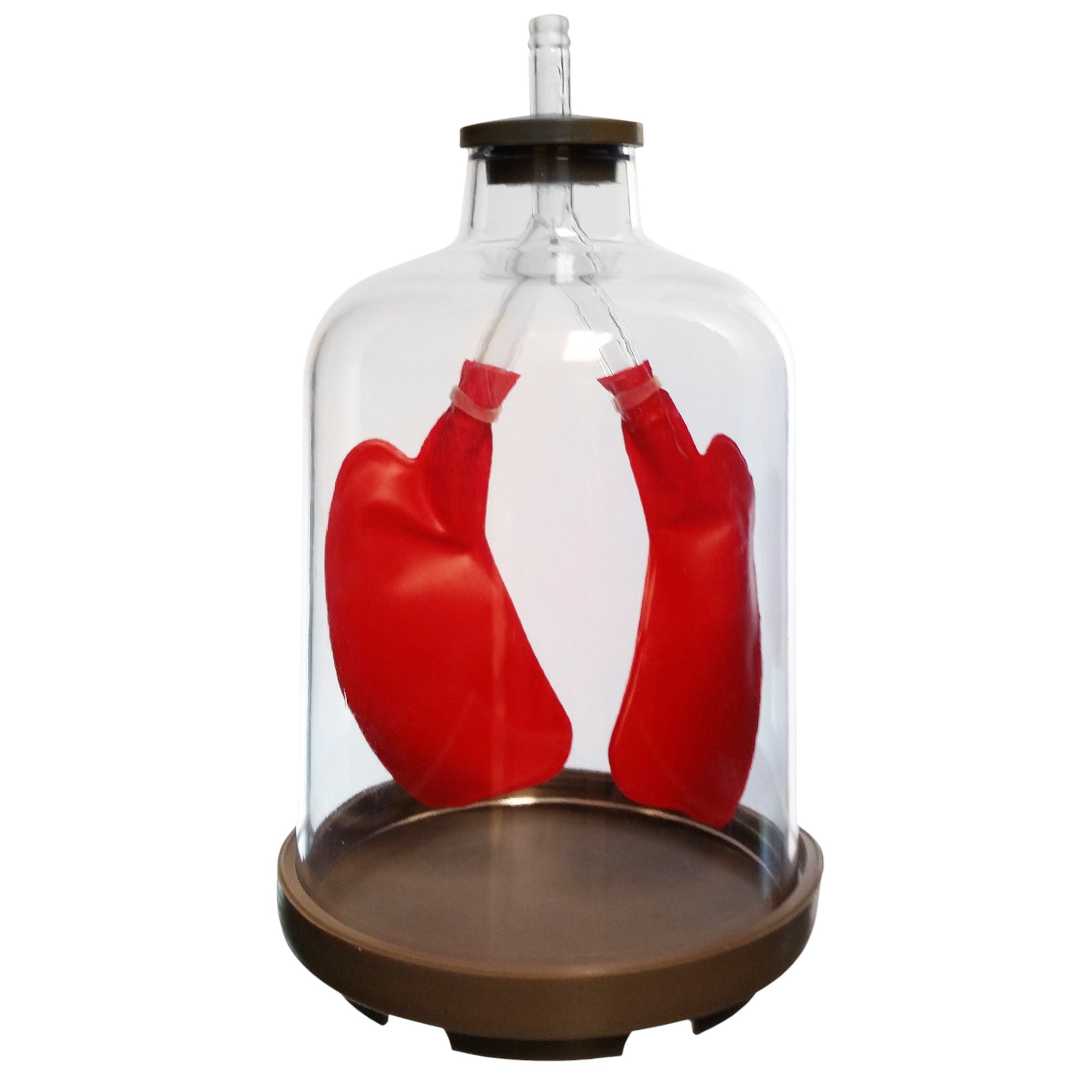 Lung Apparatus Demonstration for Biology Education in a Classroom or Homeschool.  Classroom pack size of 24 each.