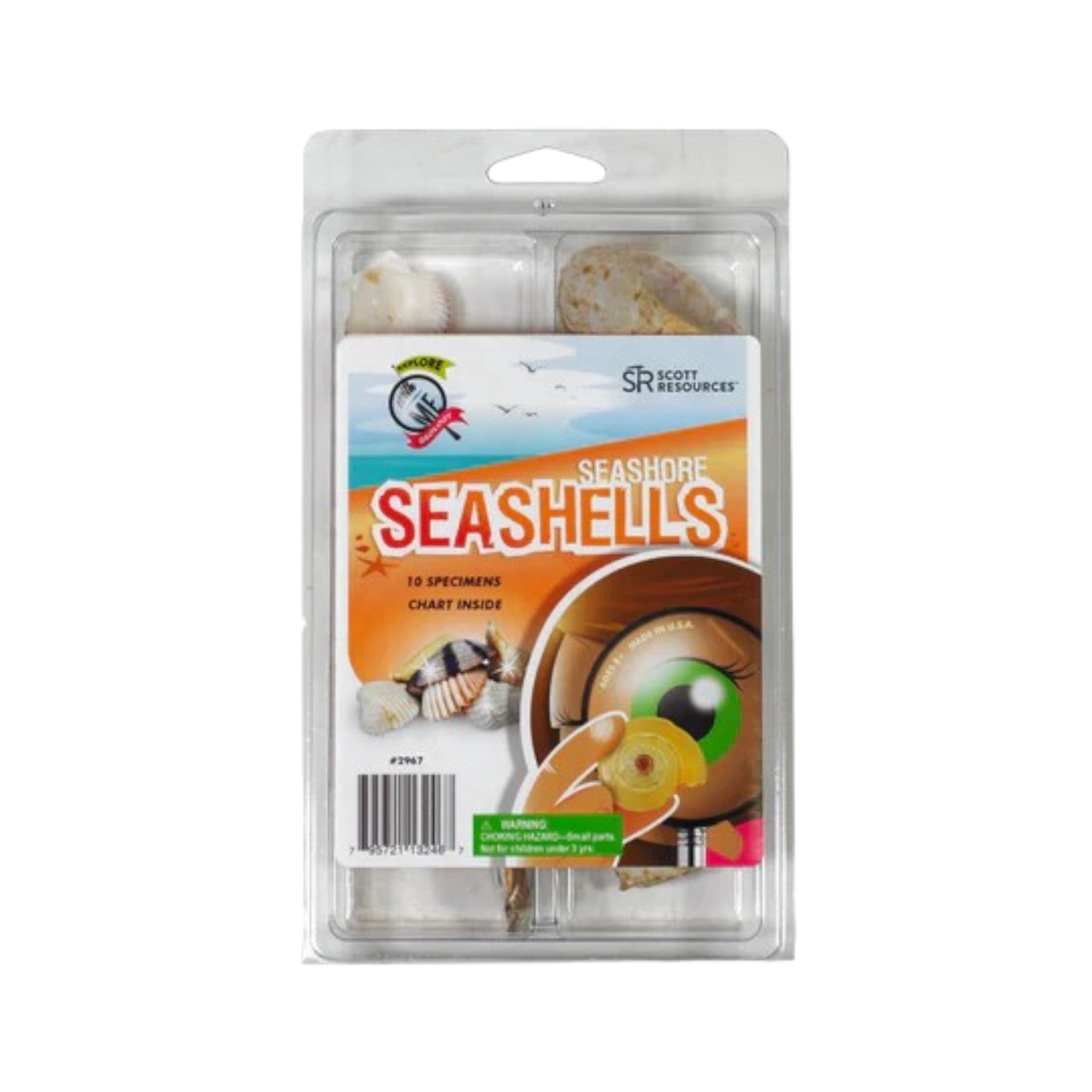 Seashell Collection - Explore With Me 10 Specimen Seashell Collection