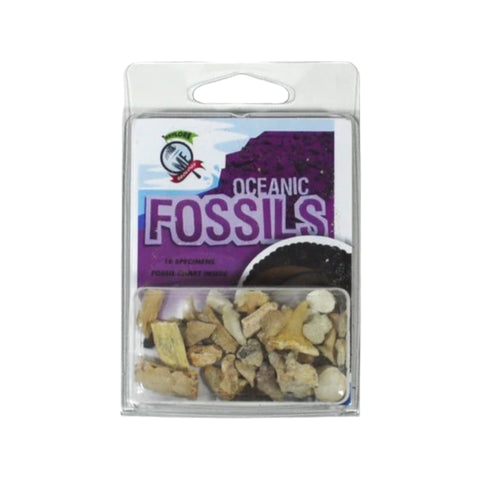 Fossils - Explore With Me Geology® Oceanic Fossil Assortment