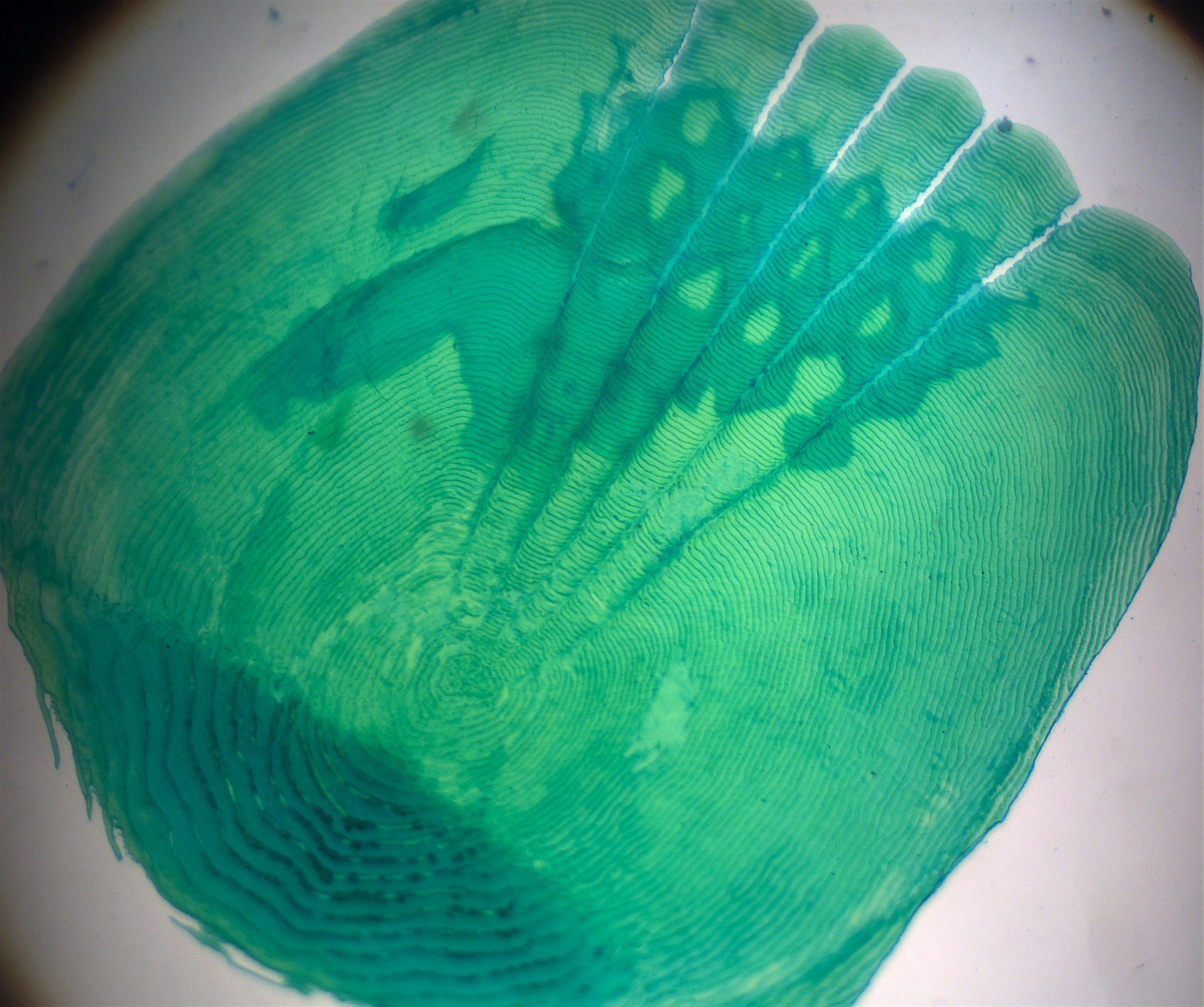 Prepared Slide, Ctenoid Scale