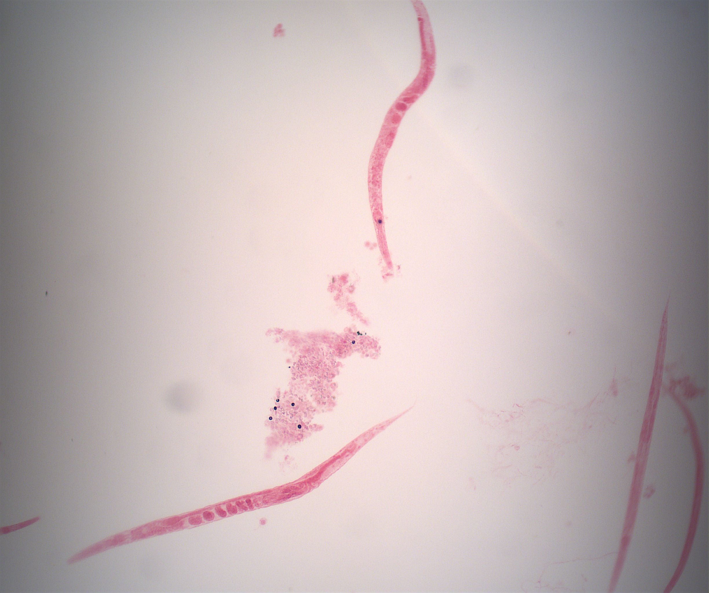 Prepared Slide, Nematodes, Turbatrix aceti