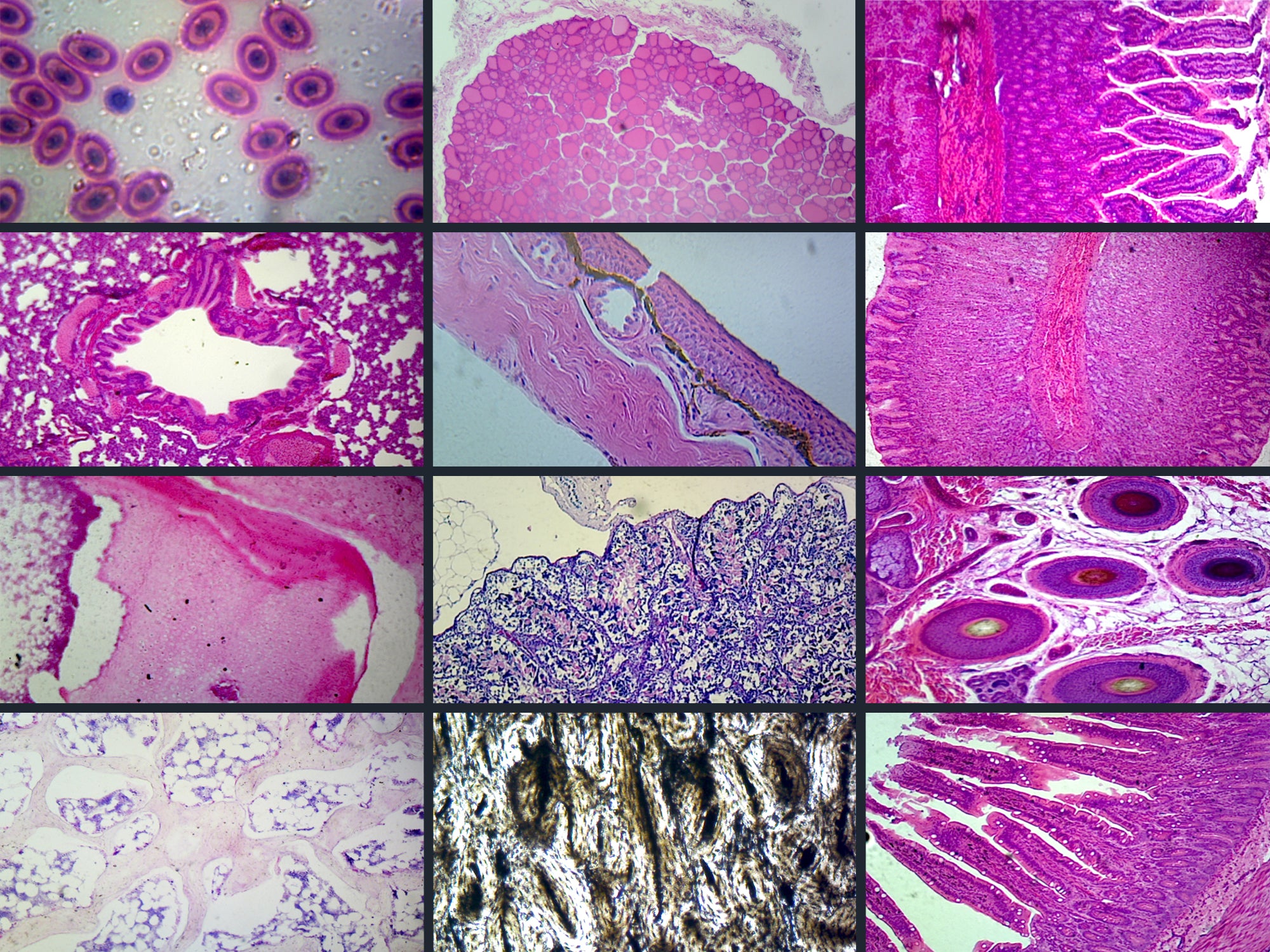Biology and General Mammal Histology Microscope Slide Set – 19 Slides