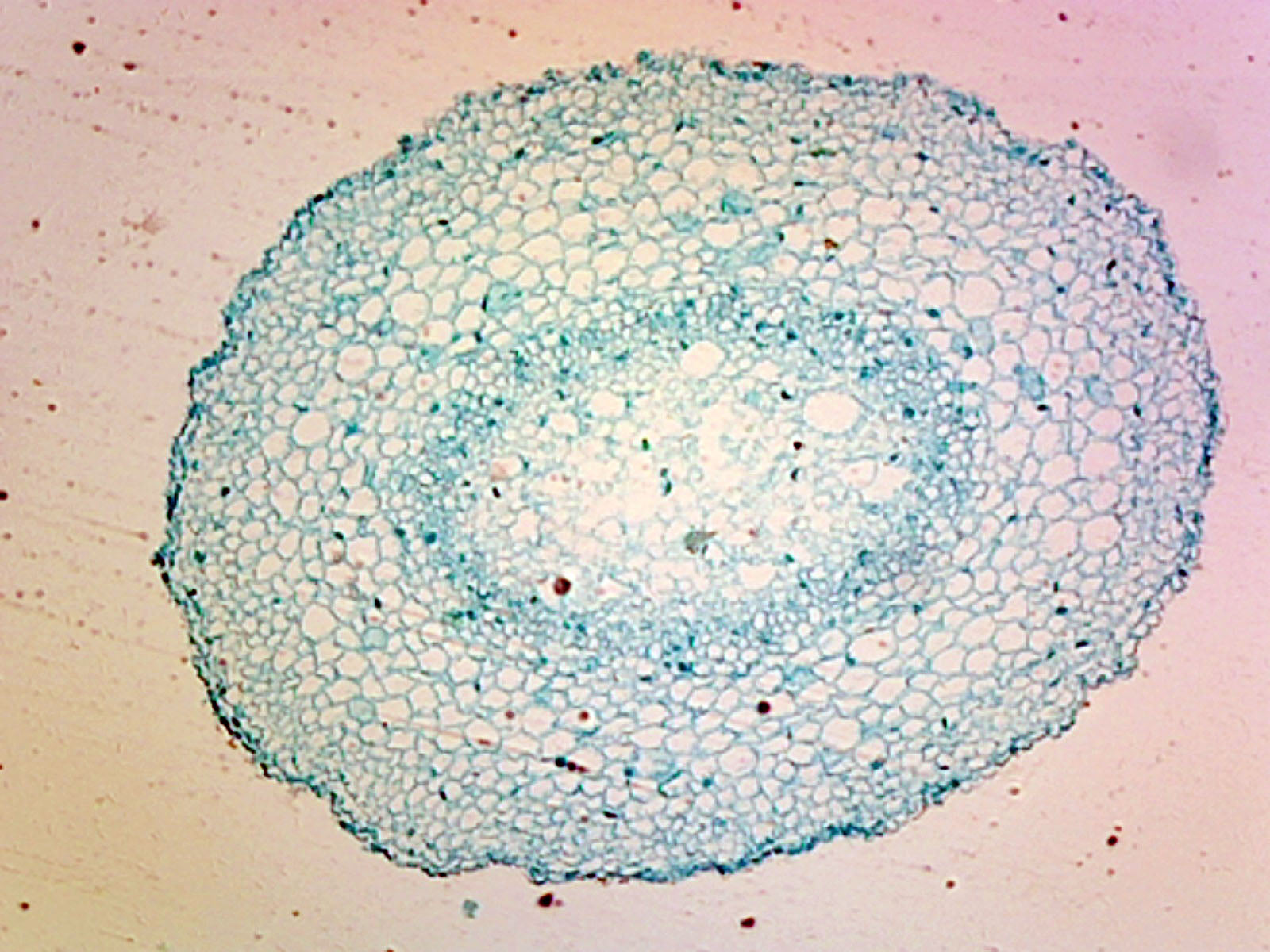 Lilium Root Tip; Typical Monocot Root; Cross Section by Go Science Crazy