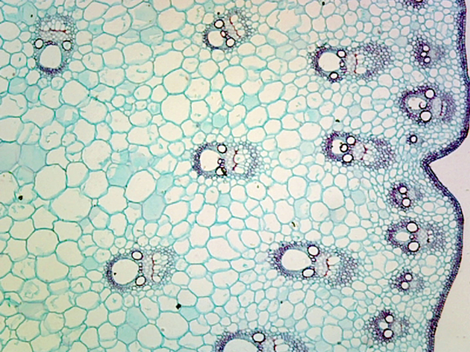 Dracaena Stem; Typical Monocot Stem; Cross Section by Go Science Crazy