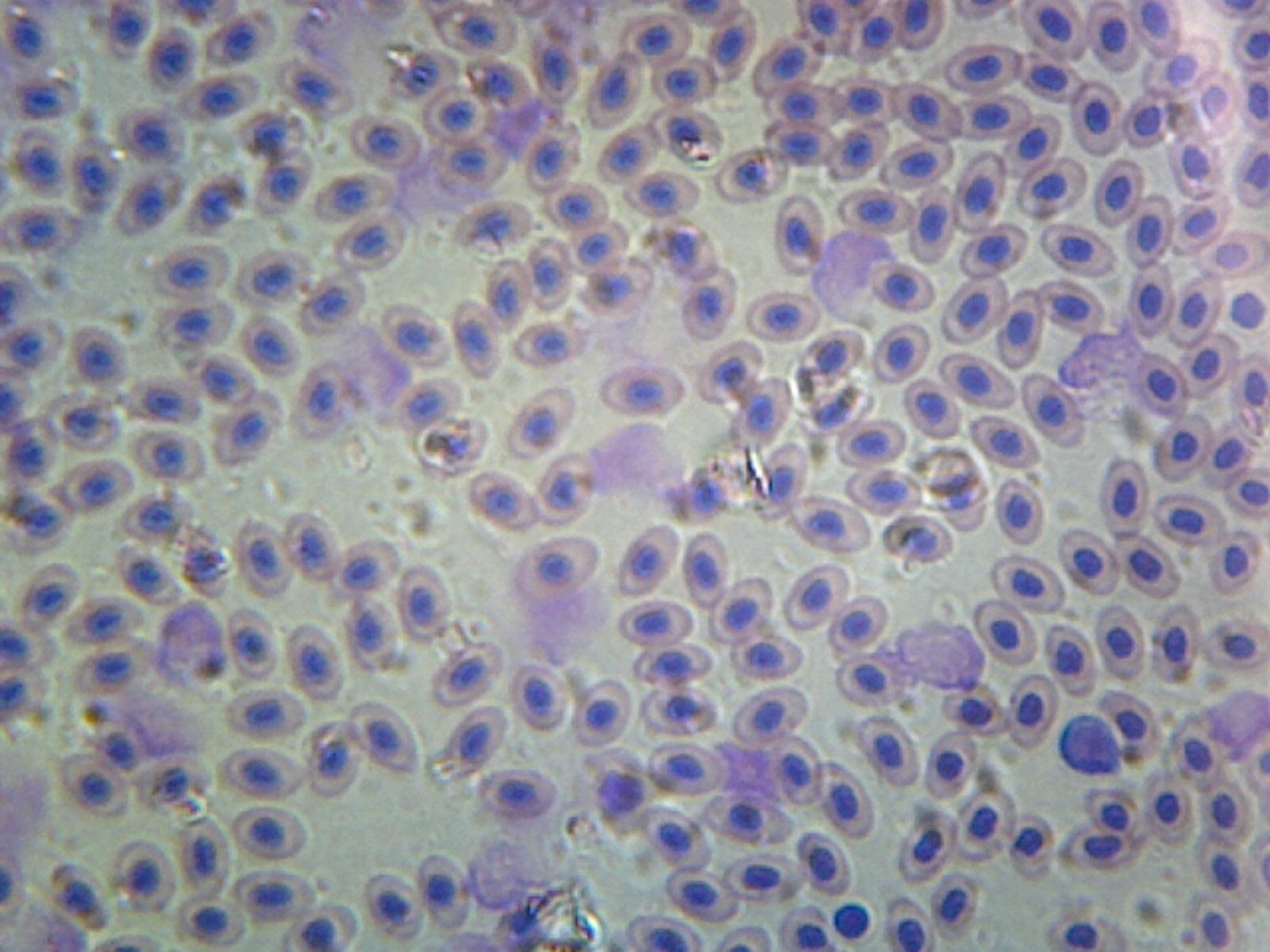 Bird Blood; Smear by Go Science Crazy