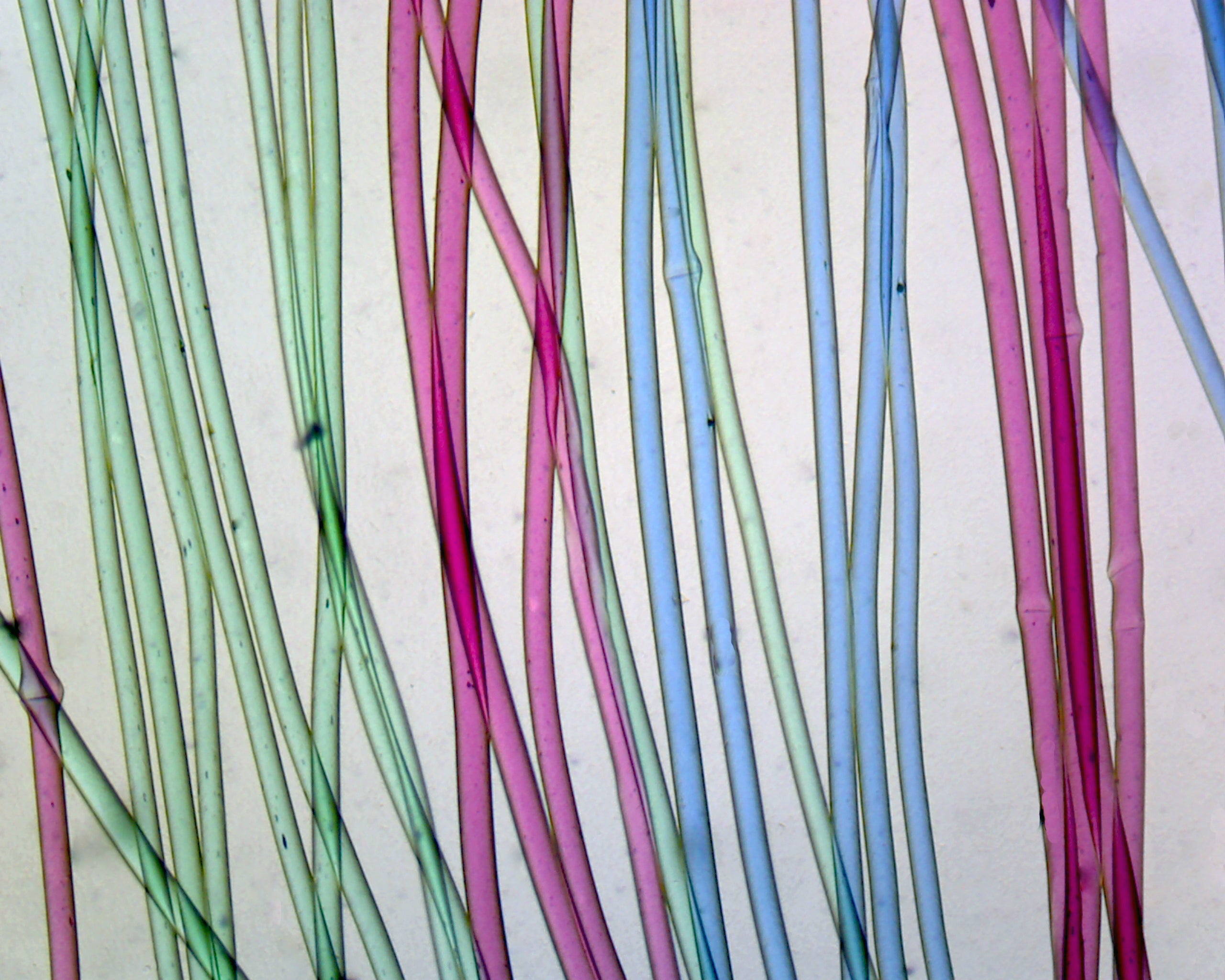 Silk Textile Fibers; Whole-mount by Go Science Crazy