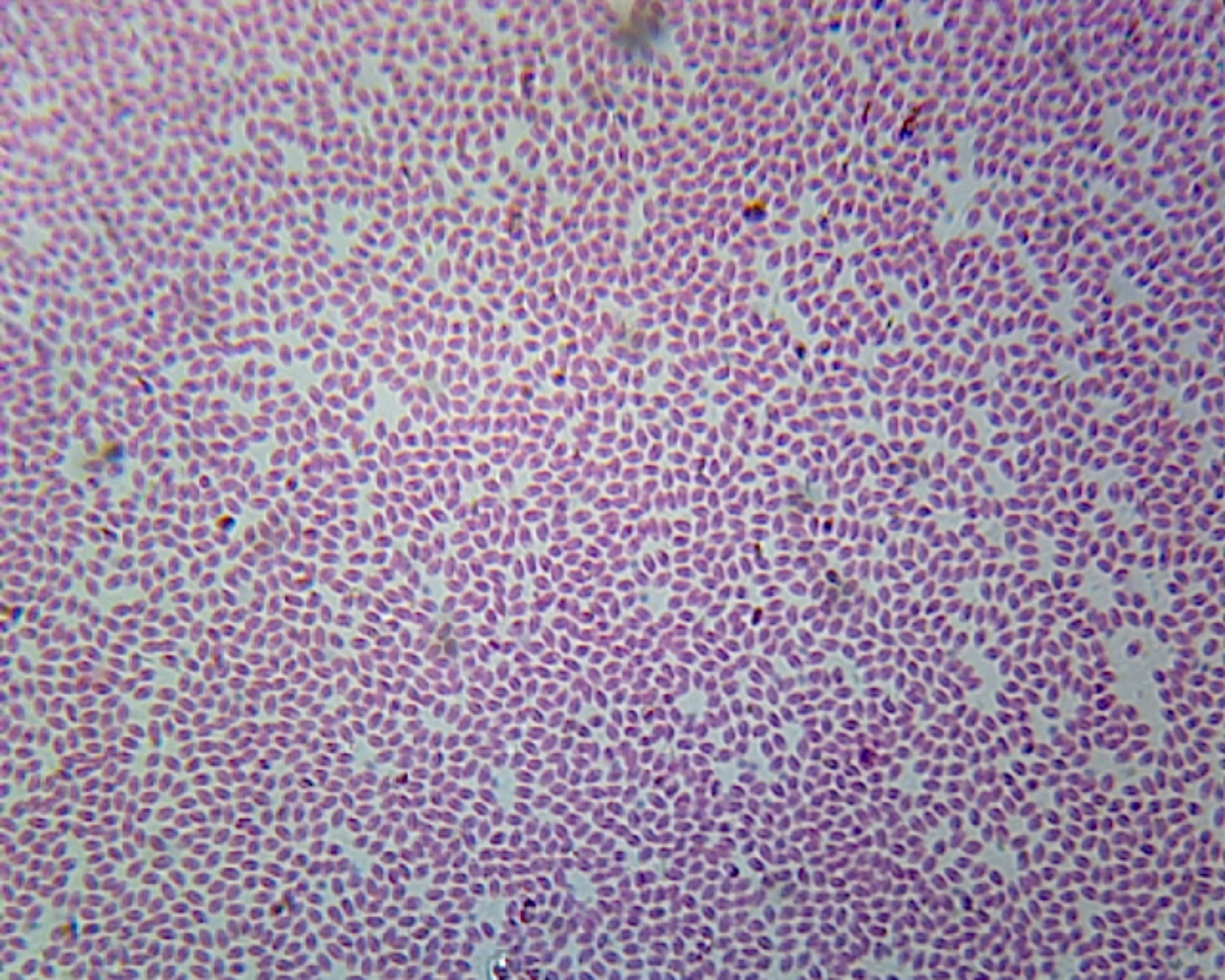 Earthworm Blood; Smear by Go Science Crazy