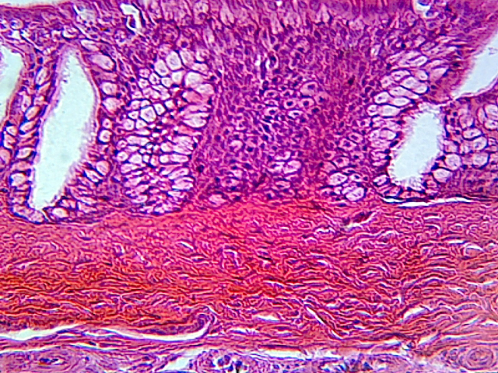 Olfactory Epithelium, Mammalian; Showing Pseudostratified Columnar Epithelium; Section; H&E Stain by Go Science Crazy