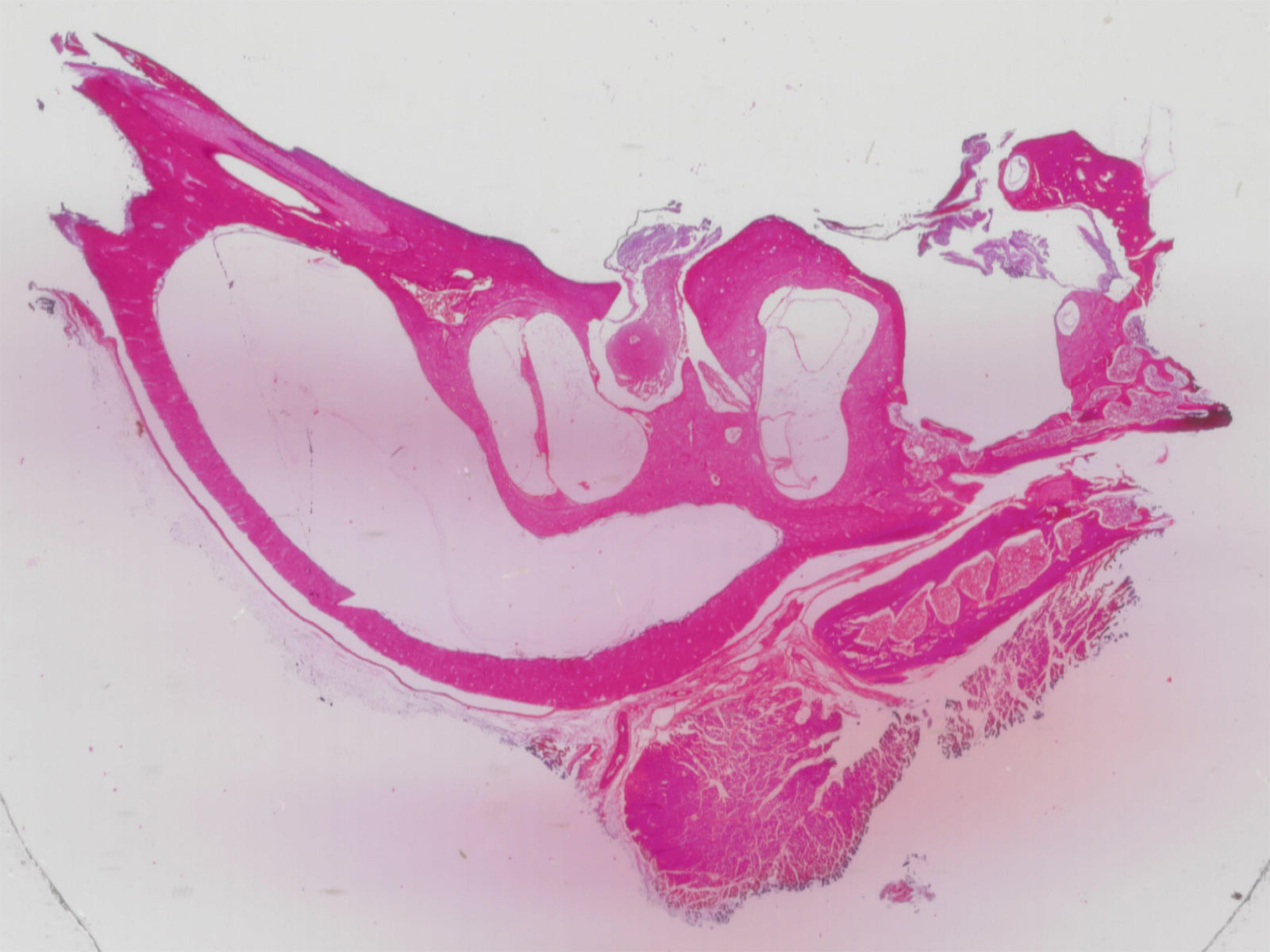 Crista Ampullaris, Mammalian; Section; H&E Stain by Go Science Crazy