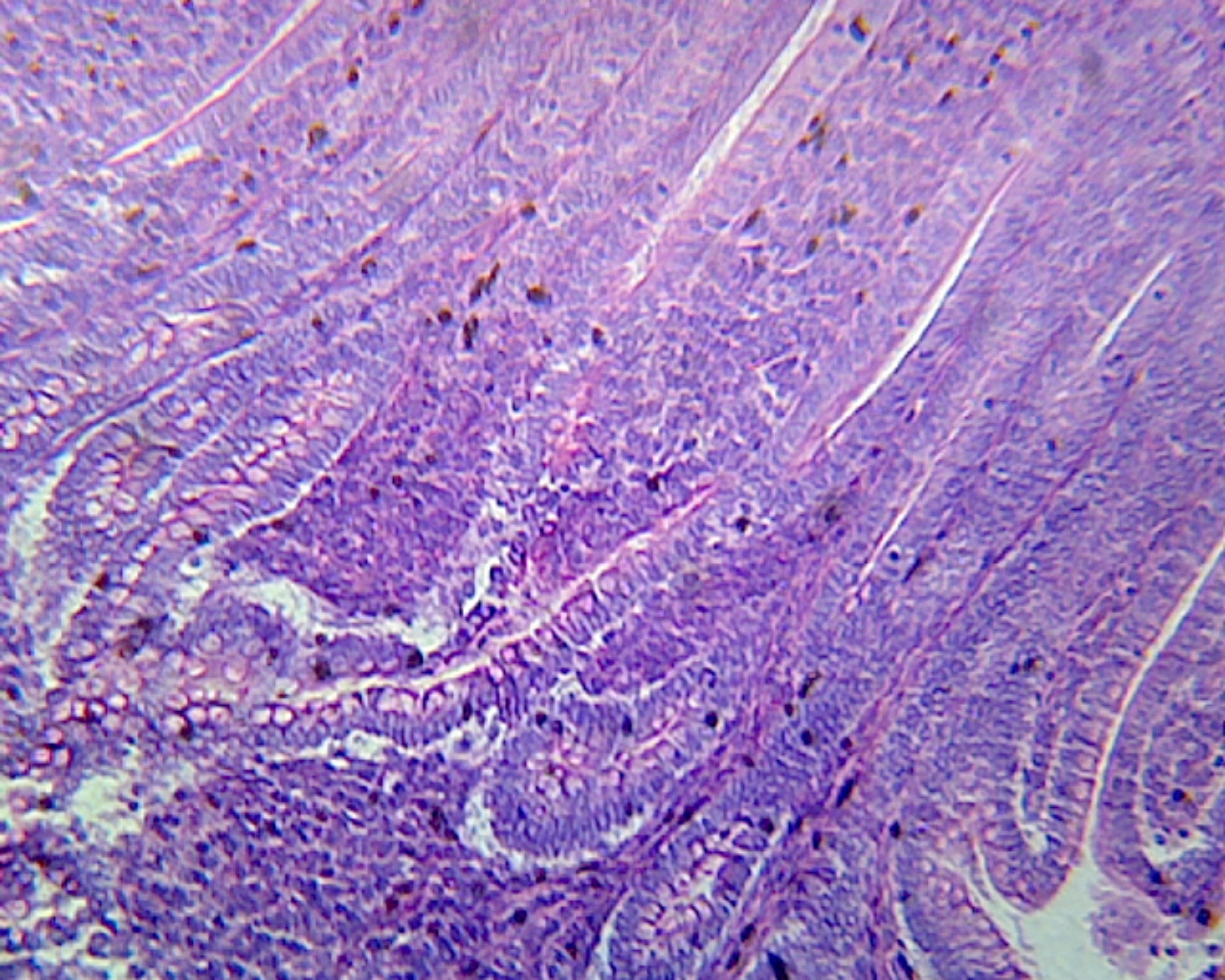 Duodenum, Mammalian; Showing Brunner's Glands and Lieberkuhn's Crypts; Cross Section by Go Science Crazy