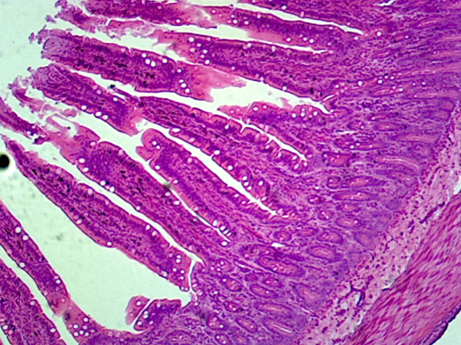 Jejunum, Mammalian; Showing Plicae Circulares; Section by Go Science Crazy
