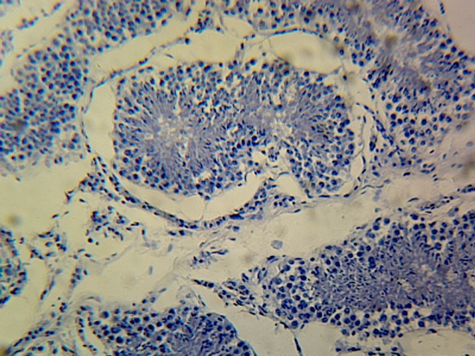 Testis, Mammalian; Showing Seminiferous Tubules; Section; H&E Stain by Go Science Crazy