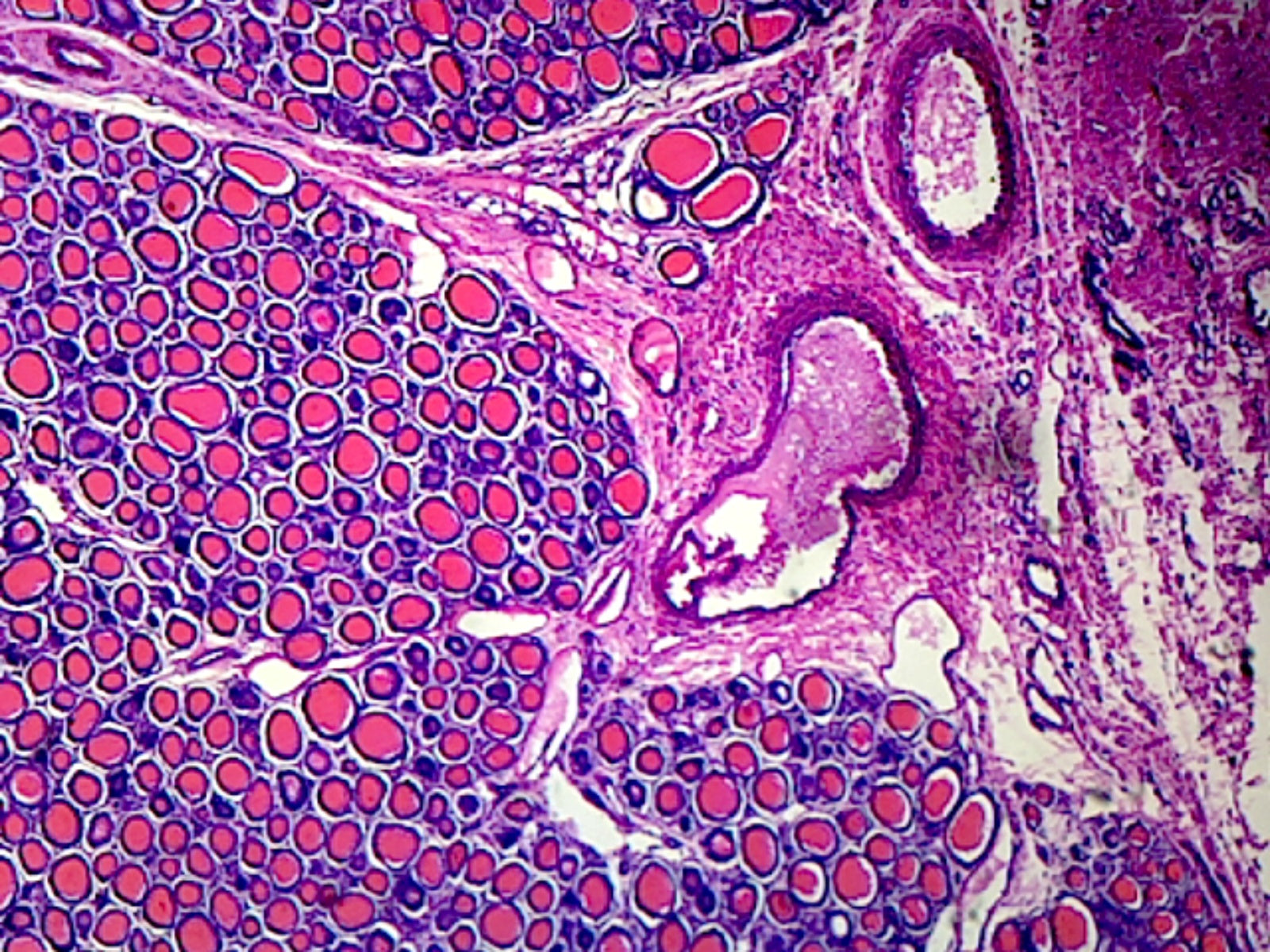 Thyroid Gland, Mammalian; Section by Go Science Crazy