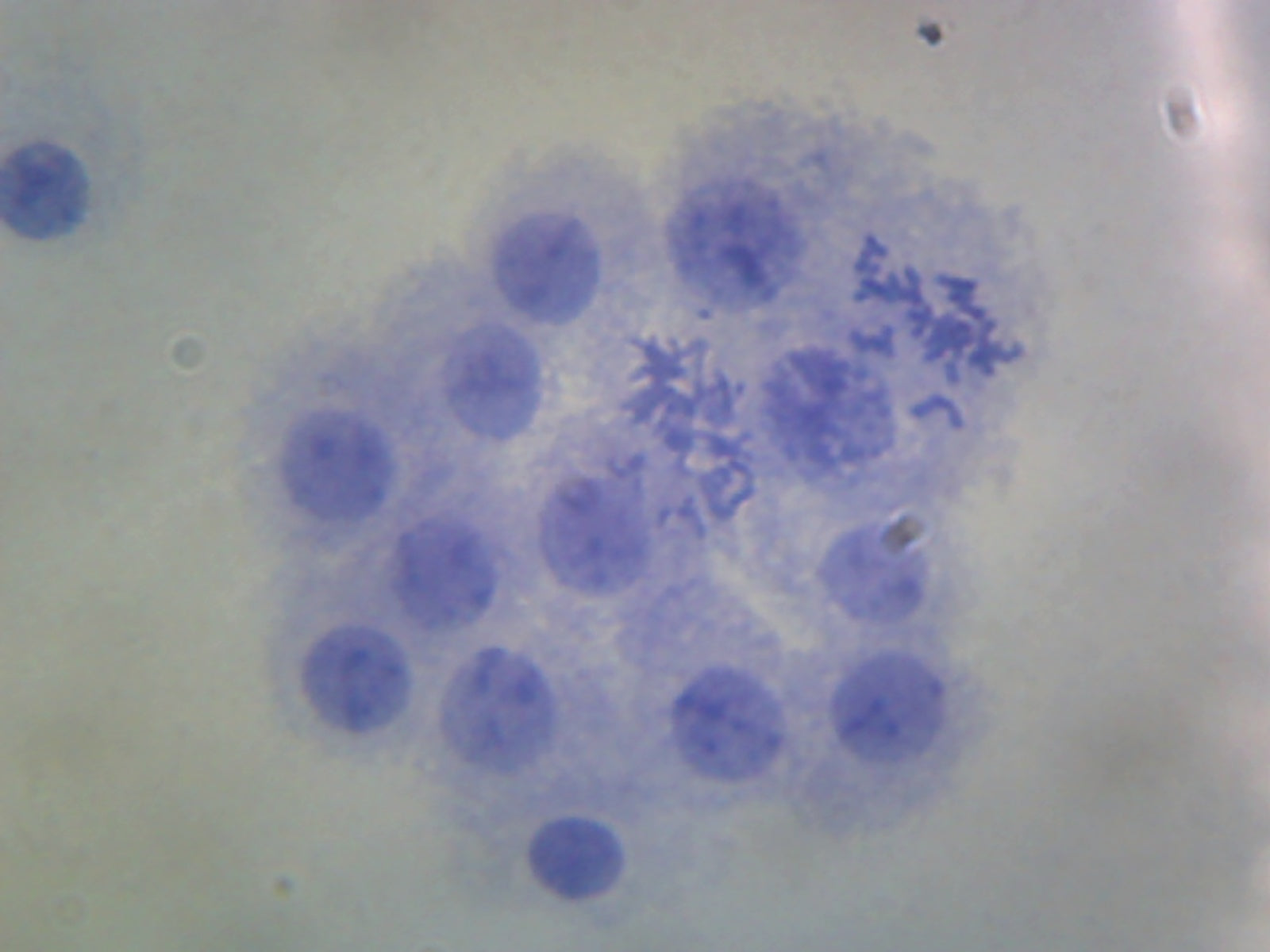 Male Chromosomes, Human; Smear by Go Science Crazy