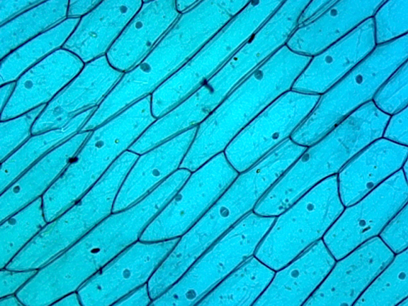 Cellular Nucleus, from Plant Cells; Section by Go Science Crazy