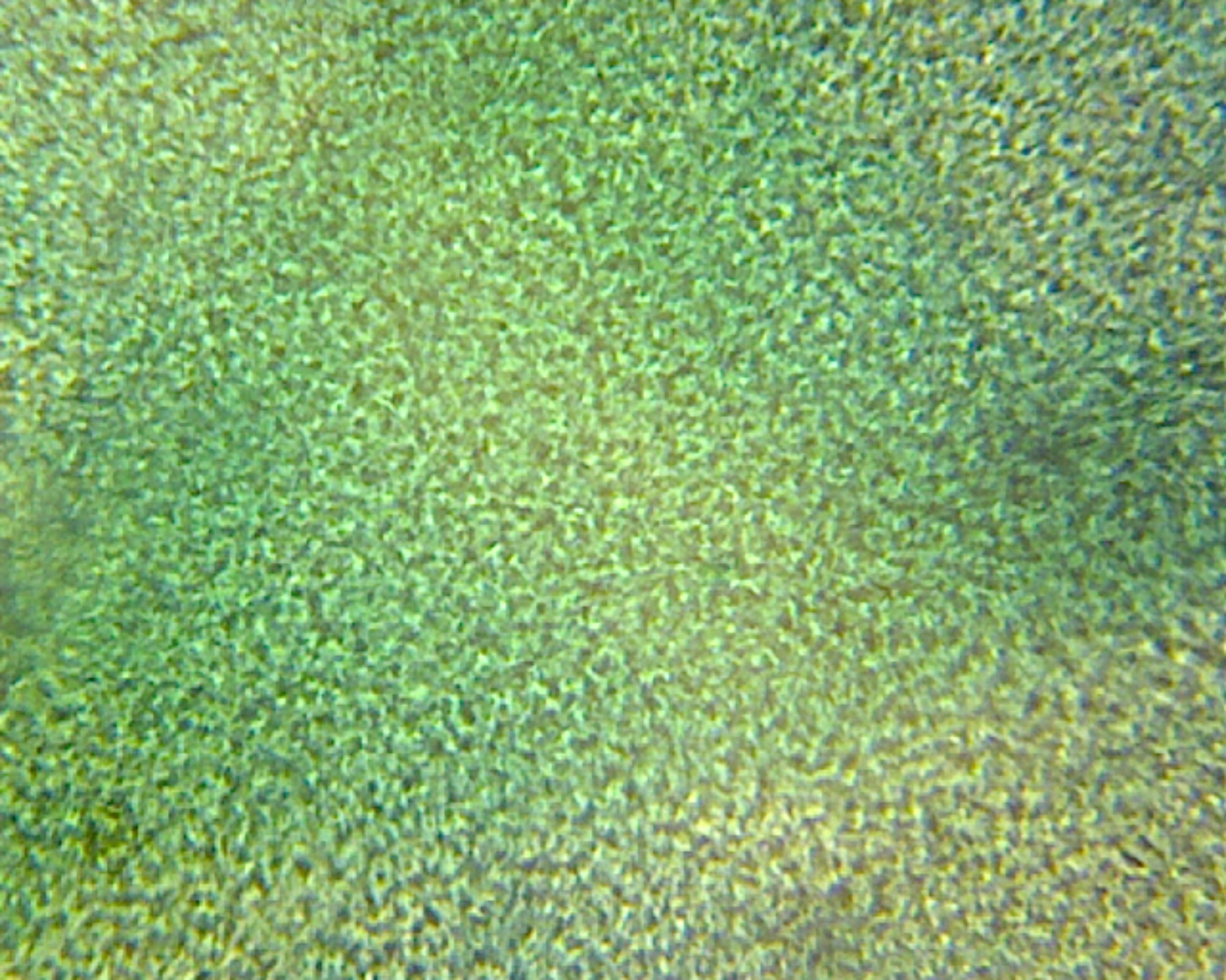 Ulva (Sea Lettuce) Thallus; Whole-mount by Go Science Crazy
