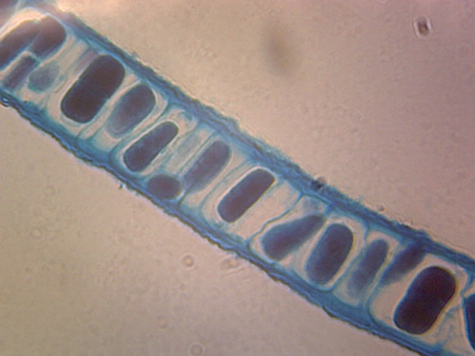 Porphyra; Section of Tallus by Go Science Crazy