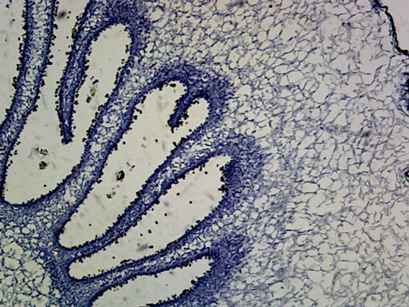 Coprinus Mushroom Anatomy (Basidiomycetes); Cross Section by Go Science Crazy