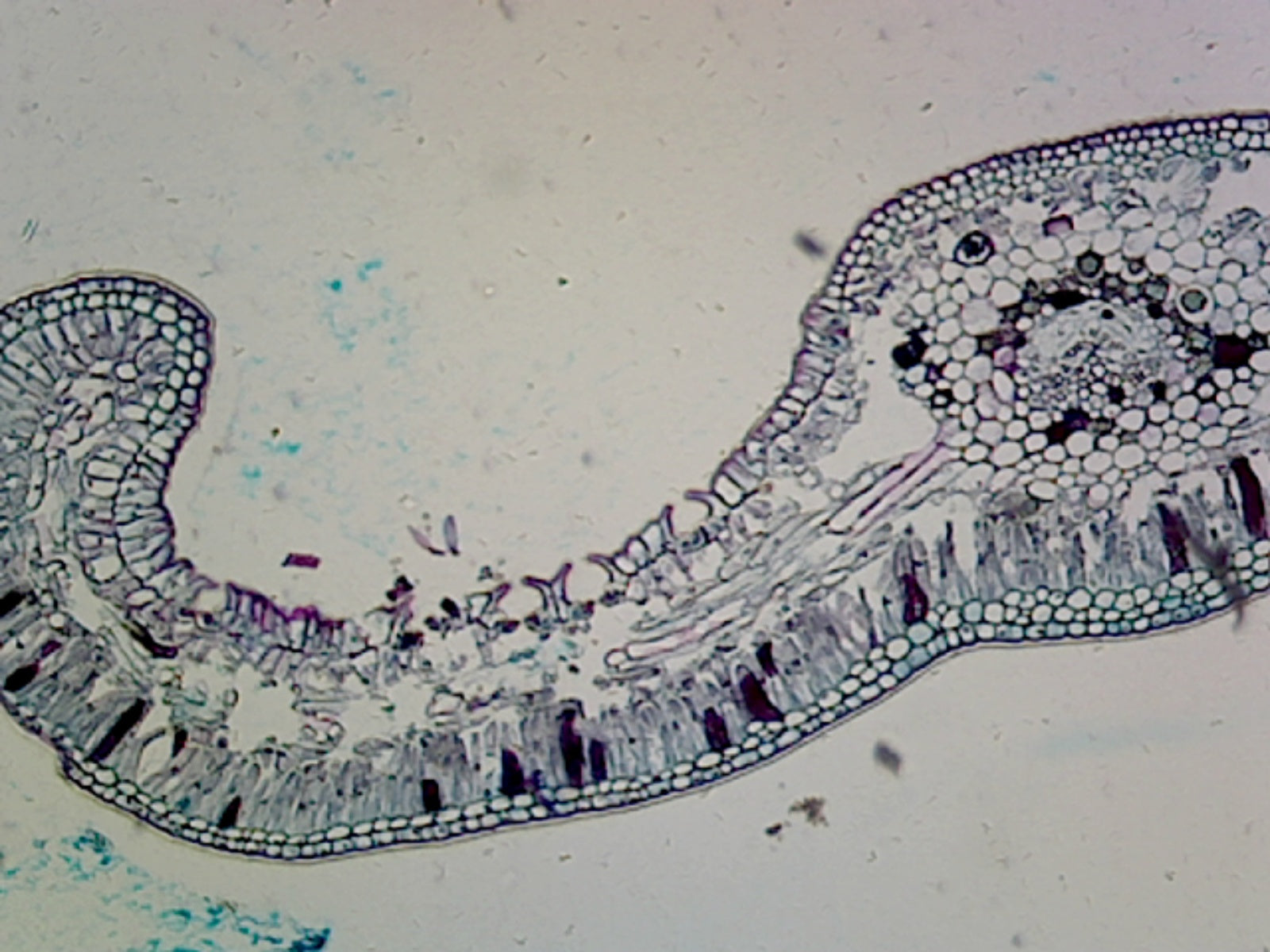Cycas (Gymnosperms) Leaf; Cross Section by Go Science Crazy