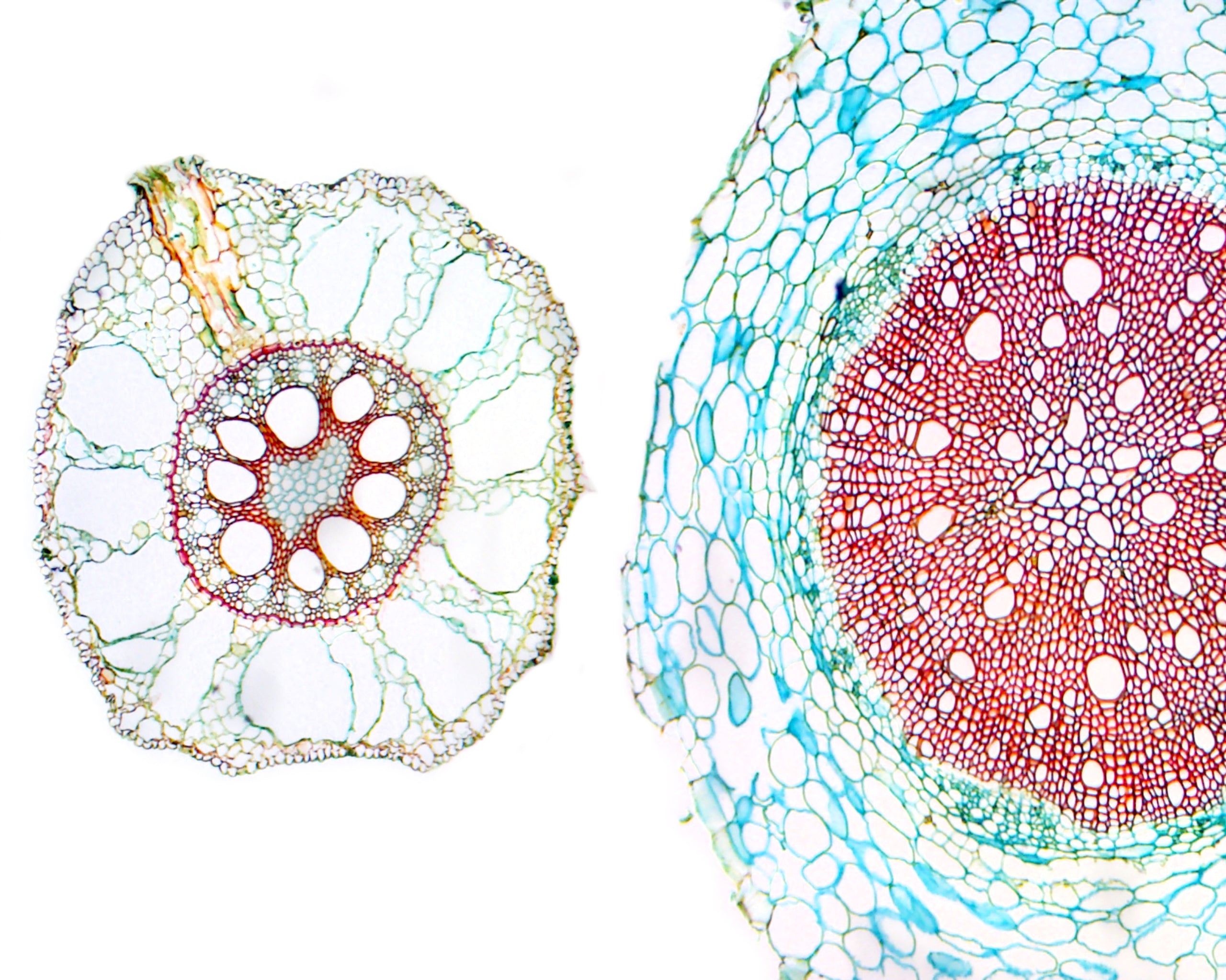 Angiosperm Root; Monocot and Dicot Comparison; Showing a Comparison of Thin Root Between Grass and Radish; Whole-mount by Go Science Crazy