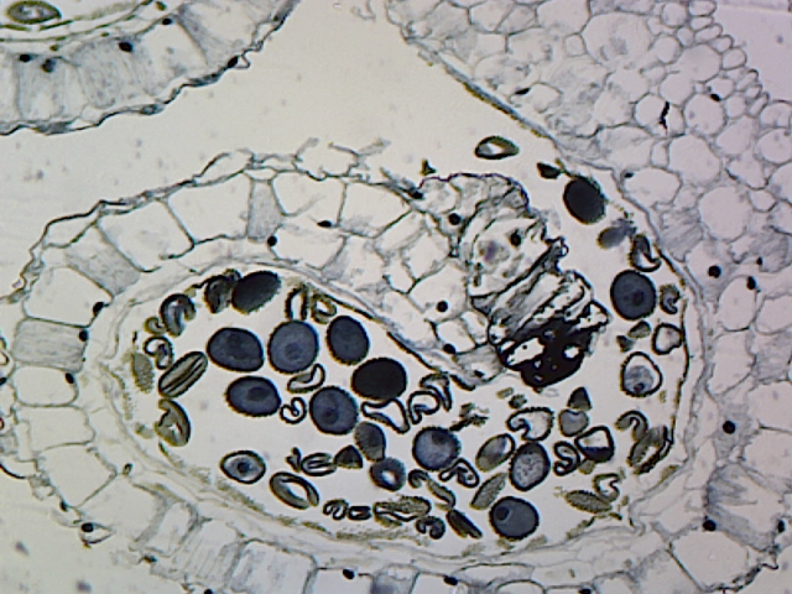 Lilium Anther, Showing Mature Pollen Grains; Cross Section by Go Science Crazy