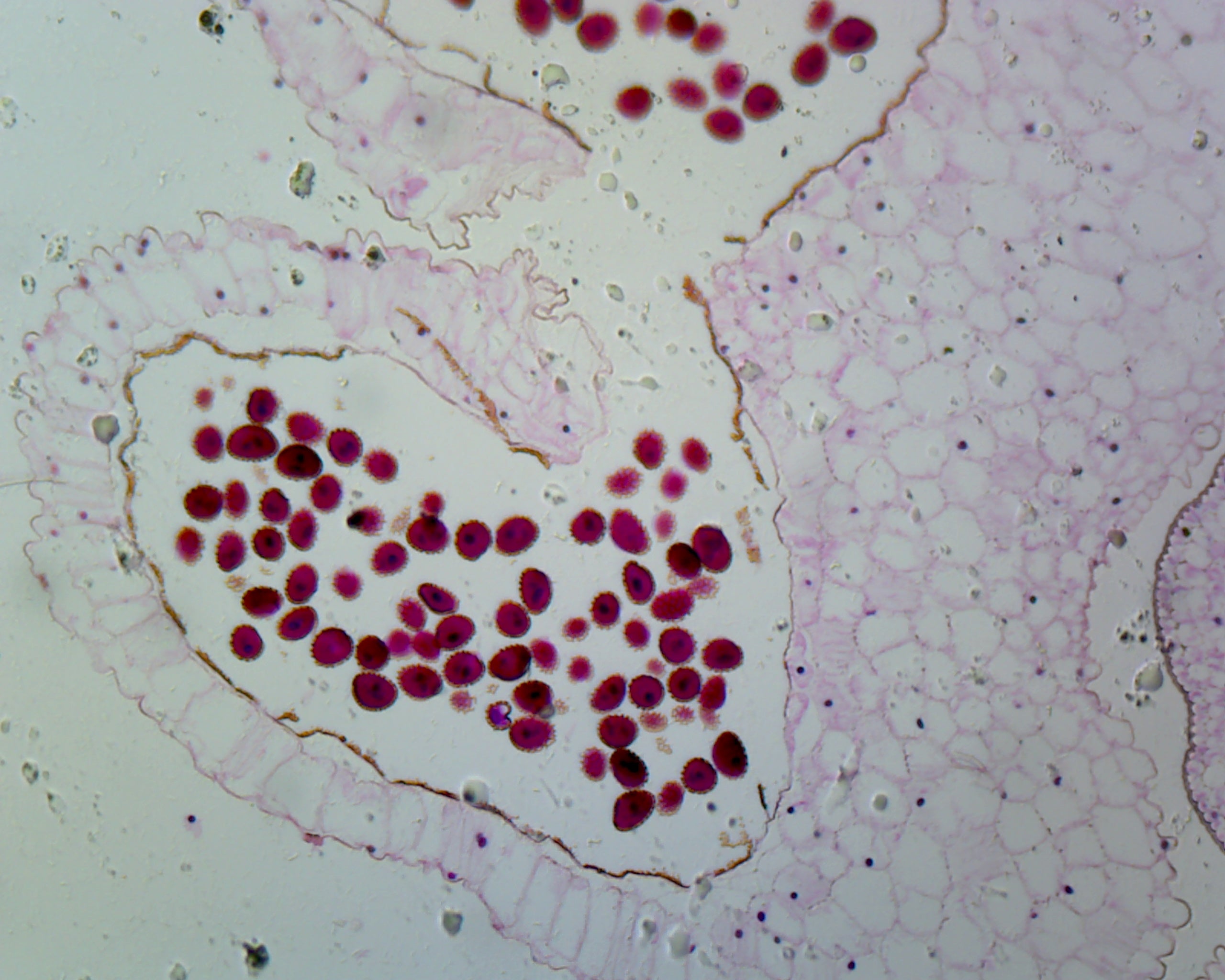 Lilium Anther, First Meiotic Division; Cross Section by Go Science Crazy