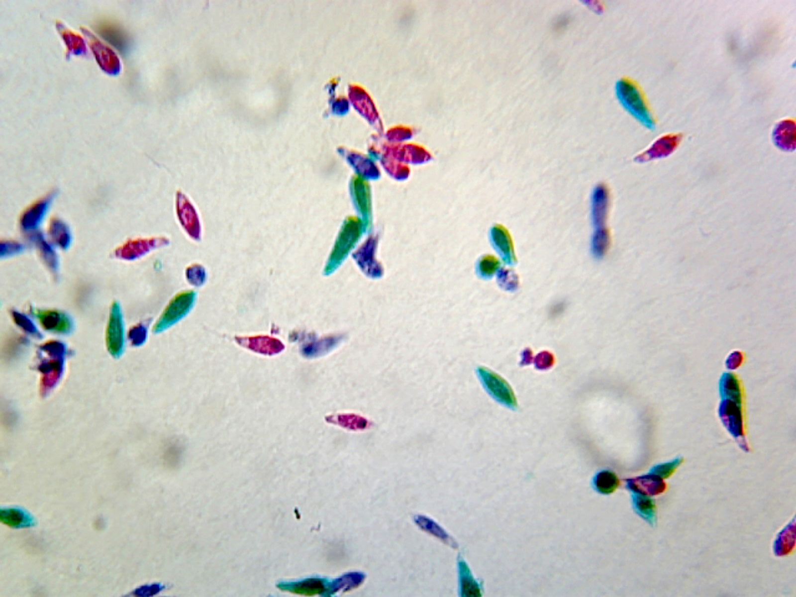 Euglena Whole-mount by Go Science Crazy
