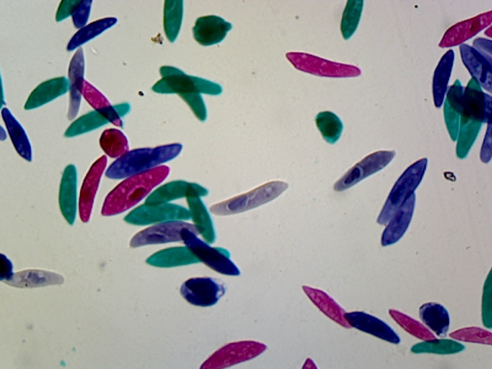 Paramecium, General Structures; Whole-mount by Go Science Crazy