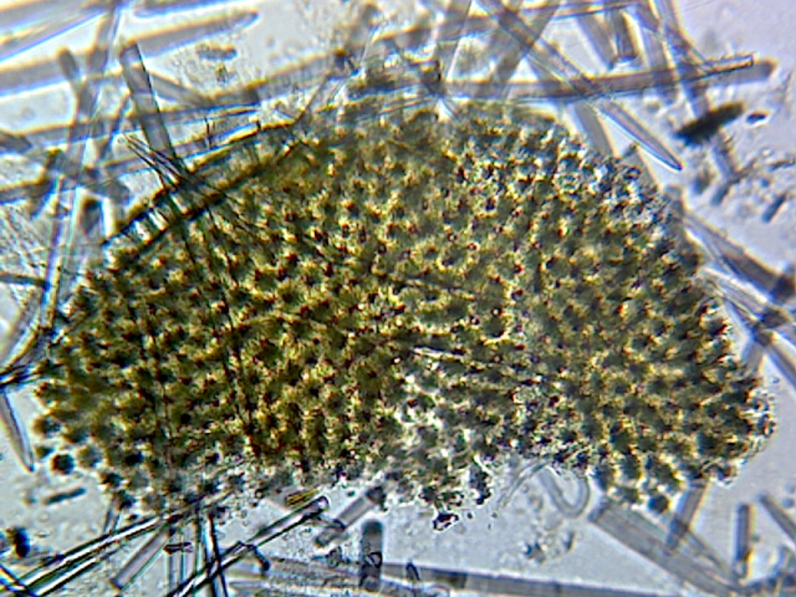Mixed Spicules; Whole-mount by Go Science Crazy