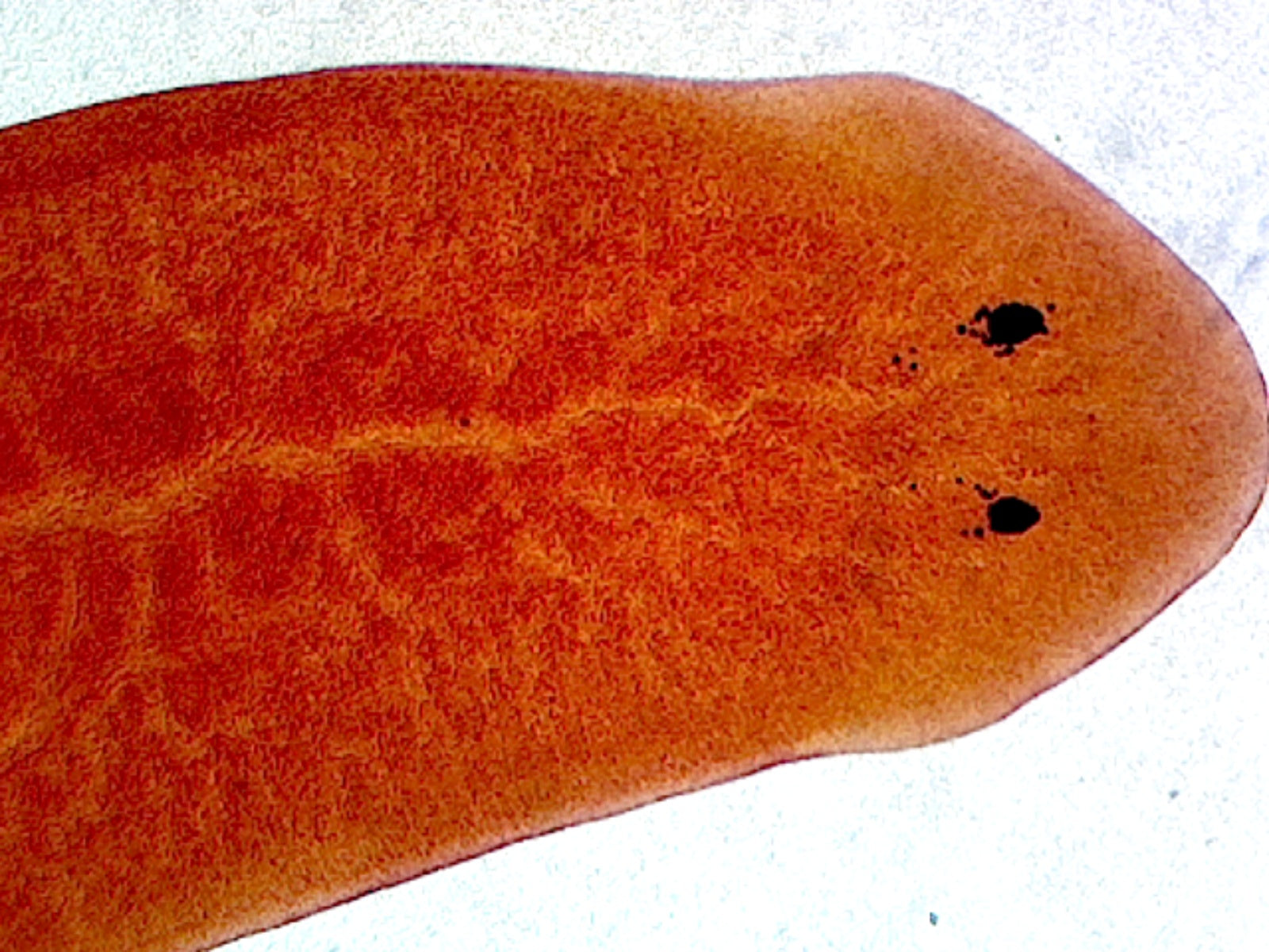 Planaria, General Structures; Whole-mount by Go Science Crazy