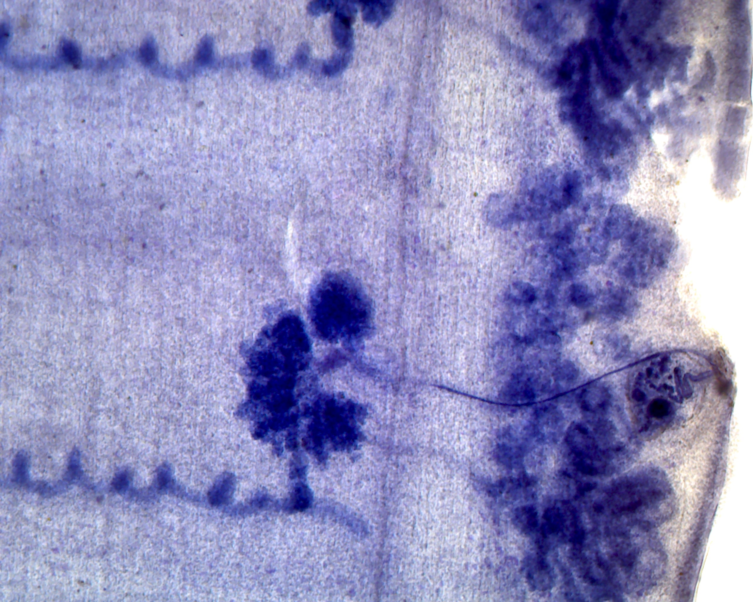 Taenia Pisiformis (Cat and Dog Tapeworm), Mature Proglottid; Whole-mount by Go Science Crazy