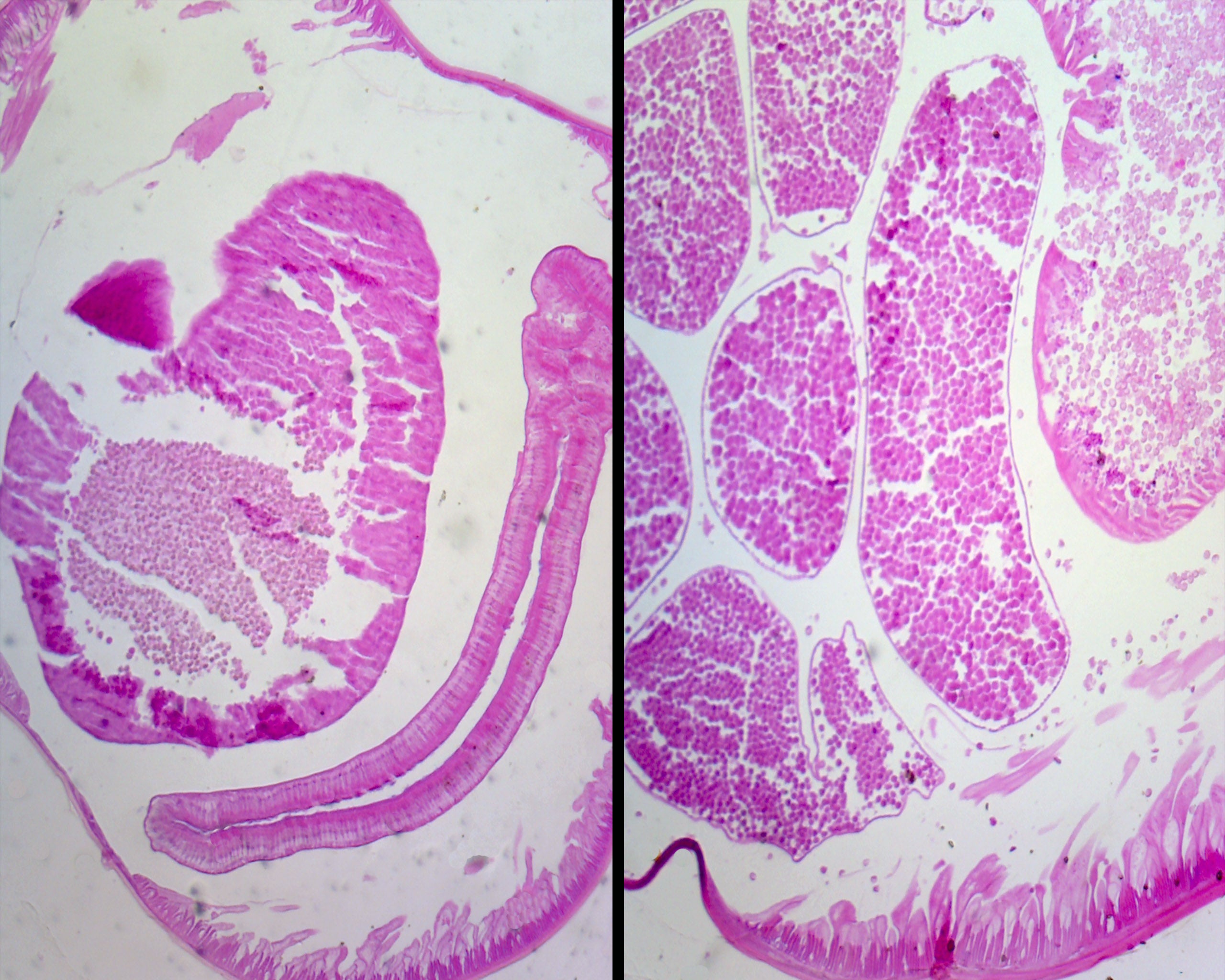 Biology Microscope Slide Set – 23 Slides