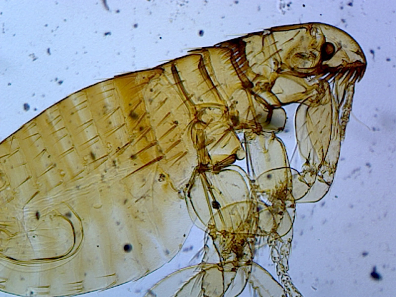 Ctenocephalides (Dog or Cat Flea), Adult; Whole-mount by Go Science Crazy