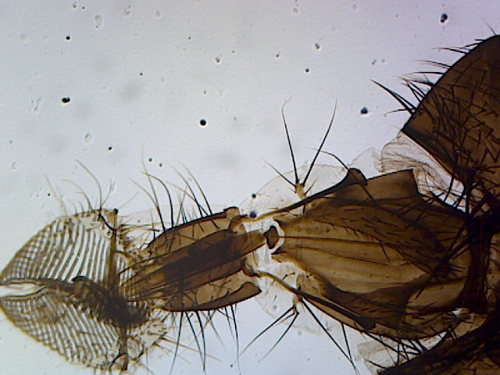 Musca Domestica (Housefly) Head; Whole-mount by Go Science Crazy