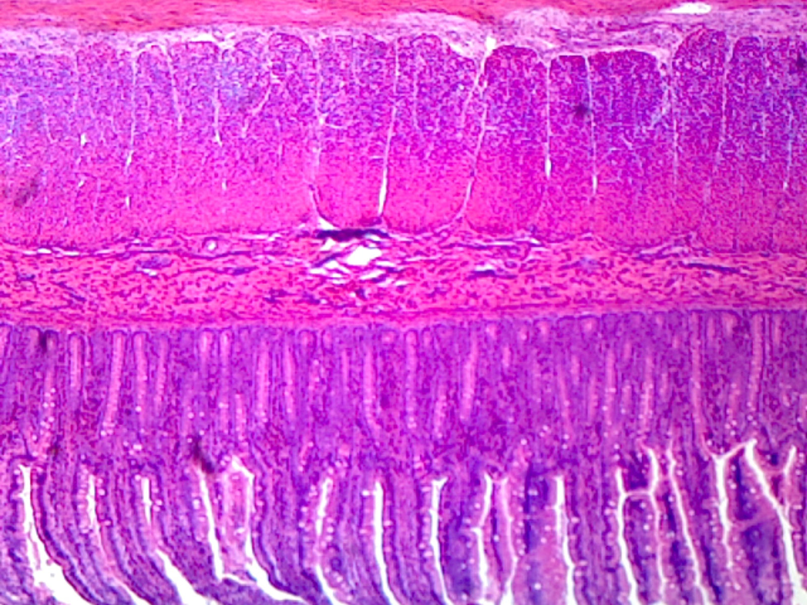 Simple Columnar Epithelium, Mammalian; Section by Go Science Crazy