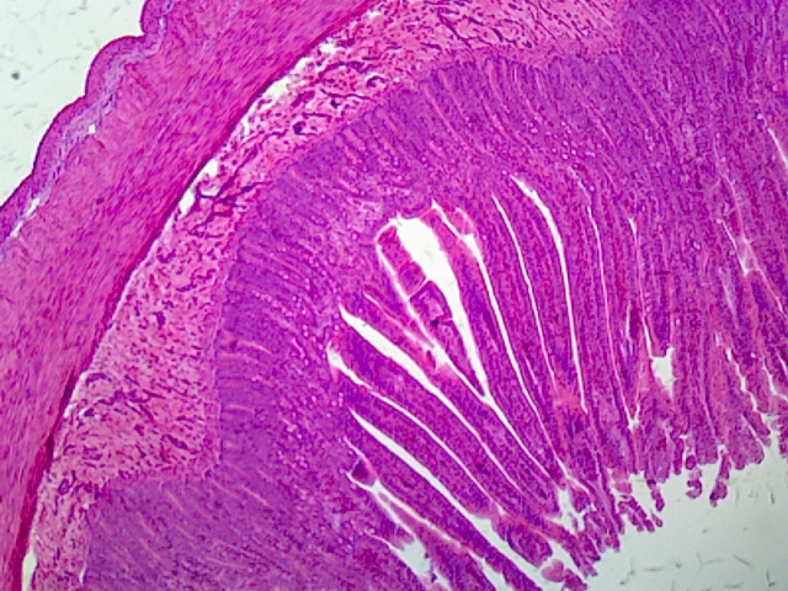 Smooth Muscle, Mammalian; Longitudinal Section by Go Science Crazy