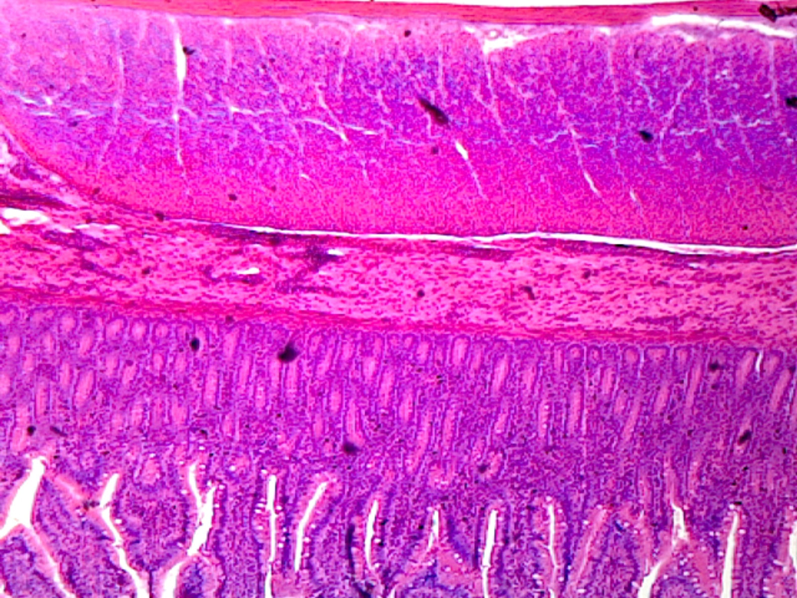 Smooth Muscle, Mammalian; Cross Section by Go Science Crazy