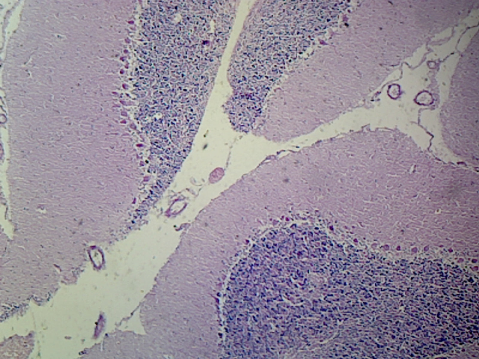 Cerebellum, Mammalian; H&E Stain by Go Science Crazy