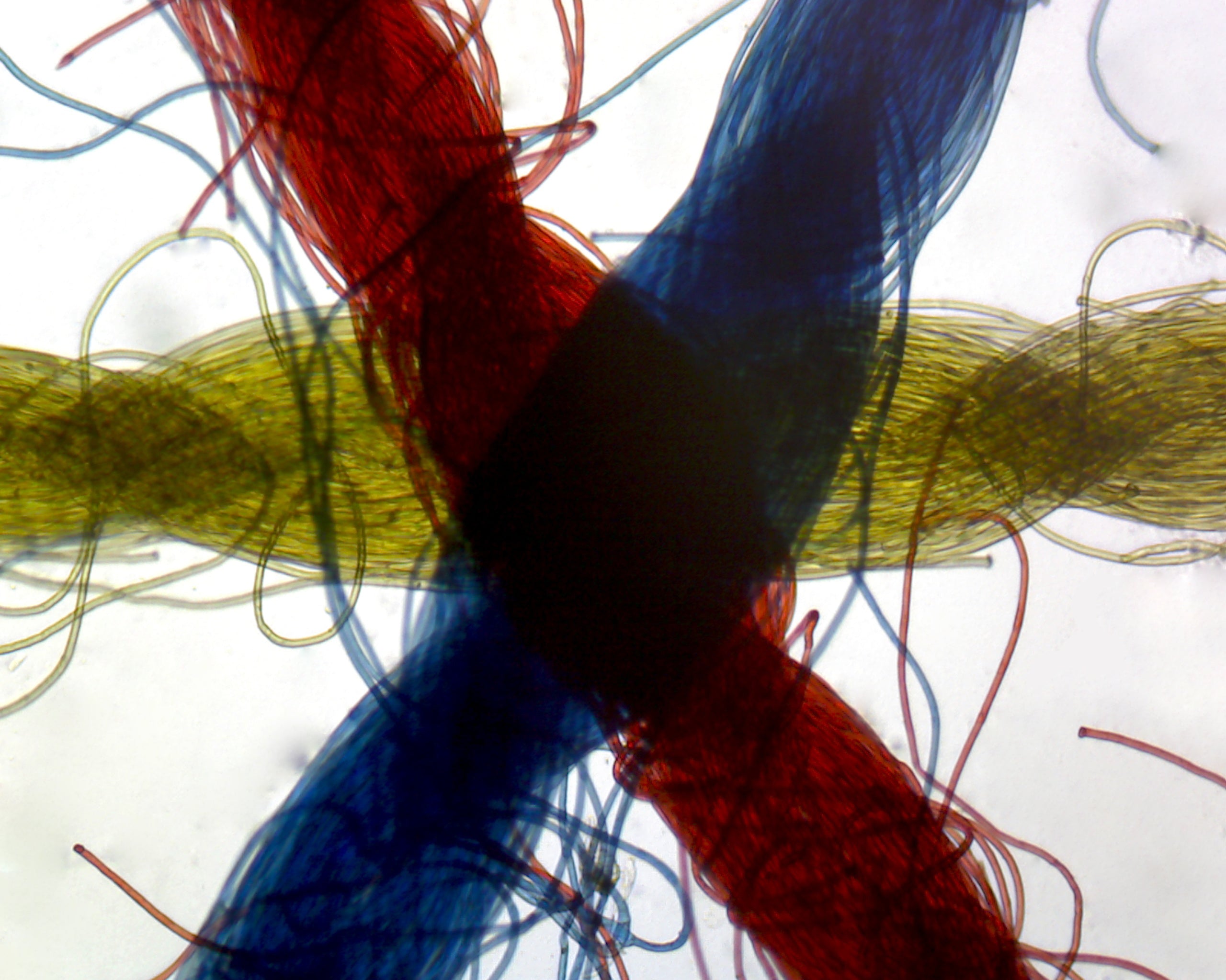 Crossed Colored Threads (Yellow, then Blue, then Red); Whole-mount by Go Science Crazy