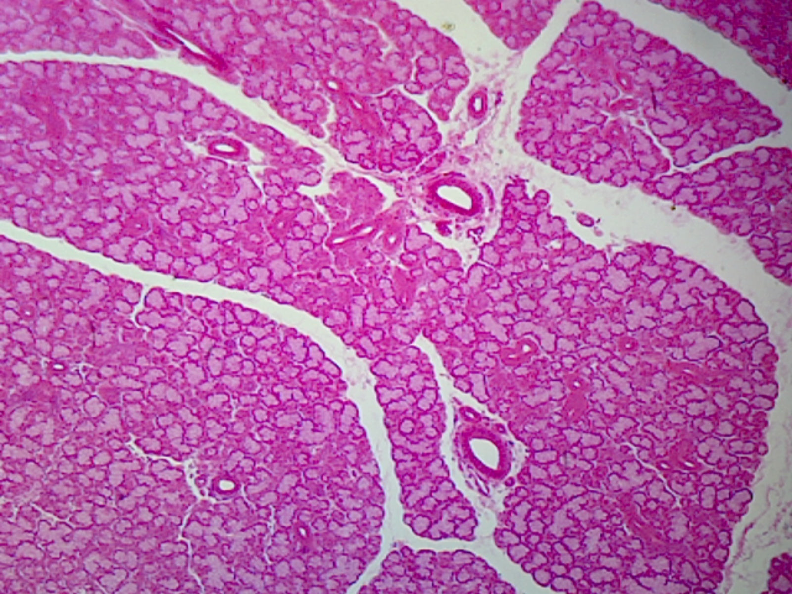 Thymus, Mammalian; Cross Section by Go Science Crazy