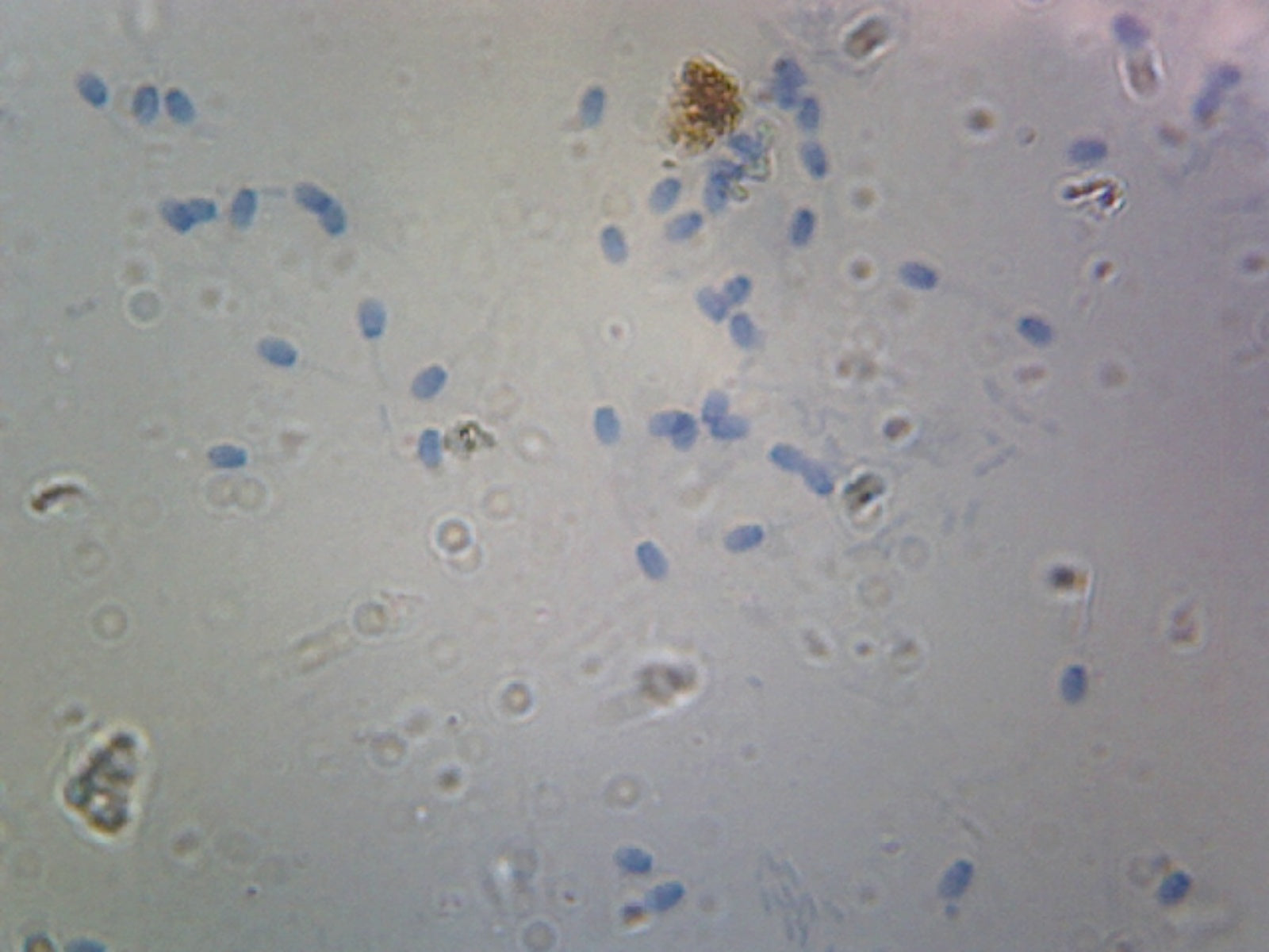Sperm, Mammalian; Smear by Go Science Crazy