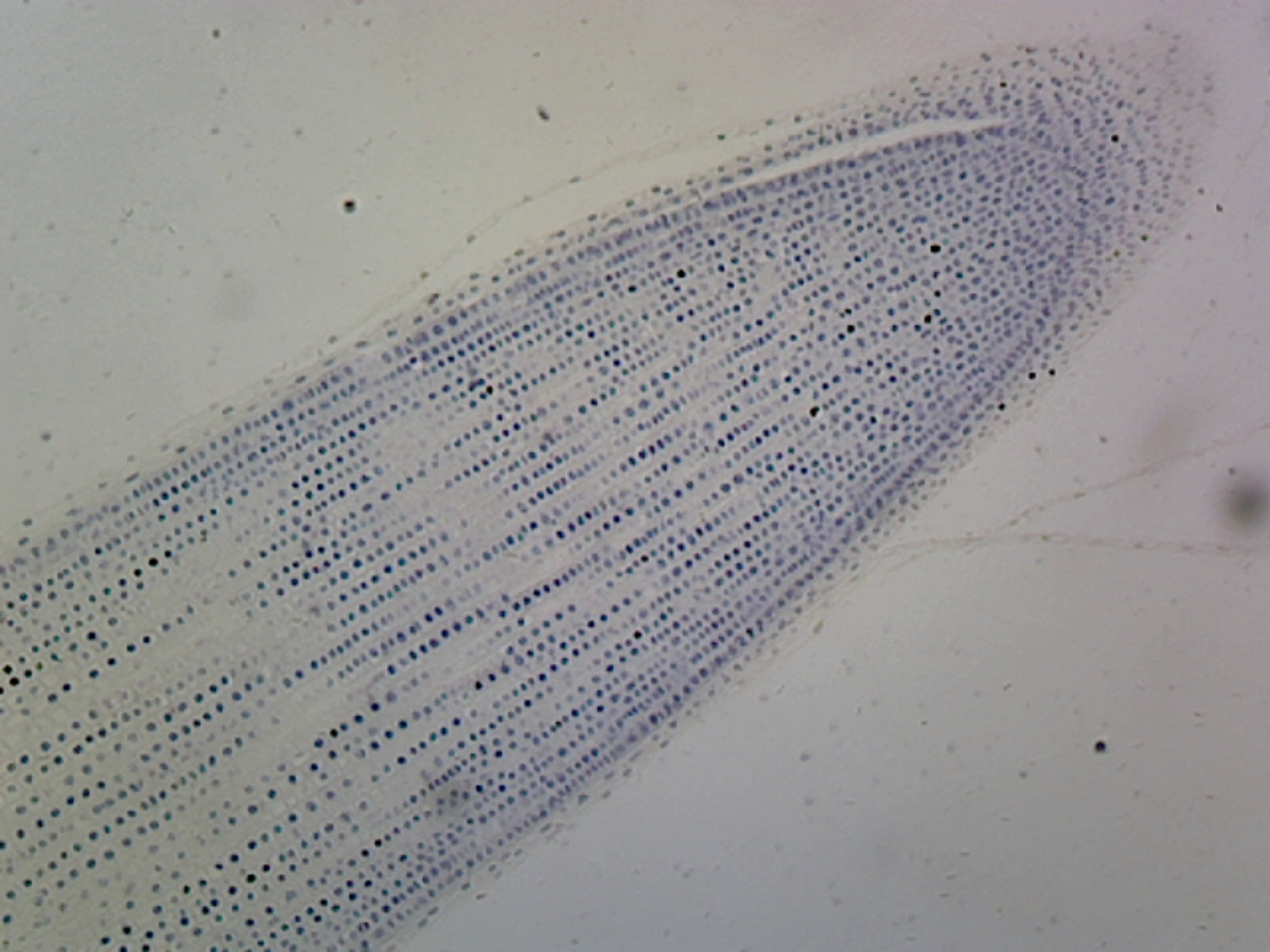Lilium Mitosis; Lateral Section by Go Science Crazy
