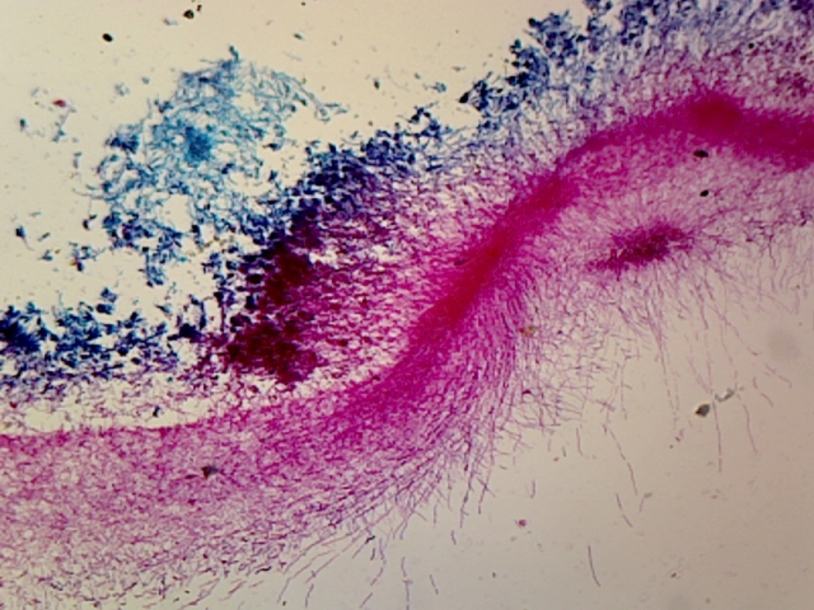 Penicillium; Whole-mount by Go Science Crazy