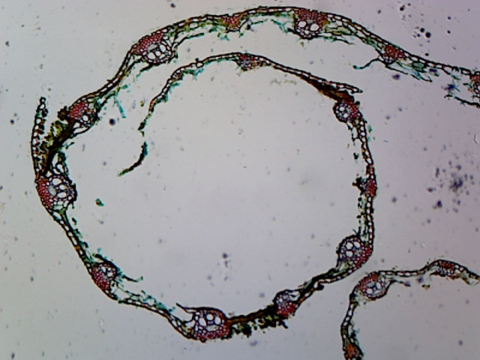 Puccinia Graminis Uredinia (Basidiomycetes); Section by Go Science Crazy