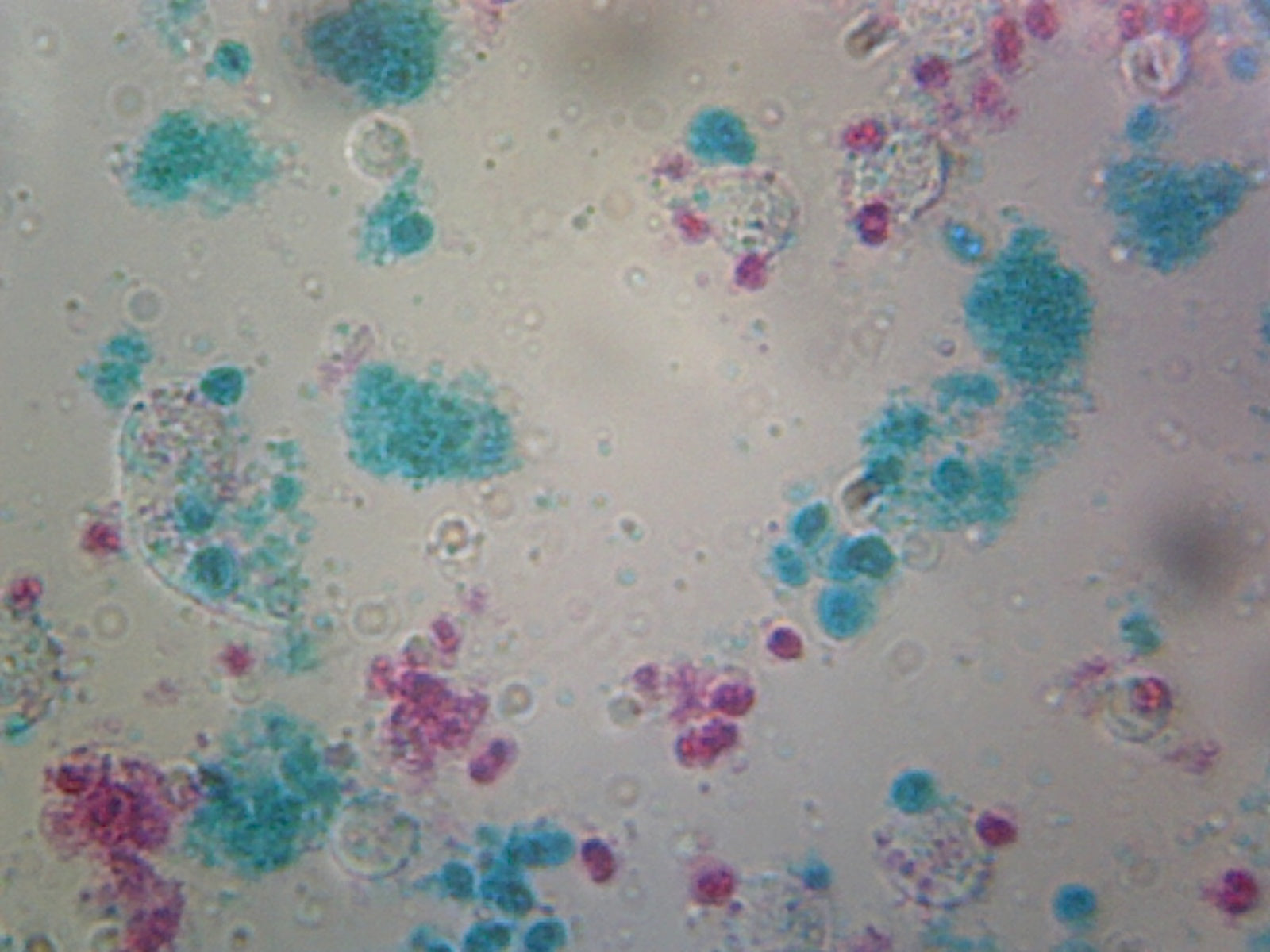 Chlamydomonas Flagella; Unicellular Biflagellate Algae; Whole-mount; FS&FG Stain by Go Science Crazy