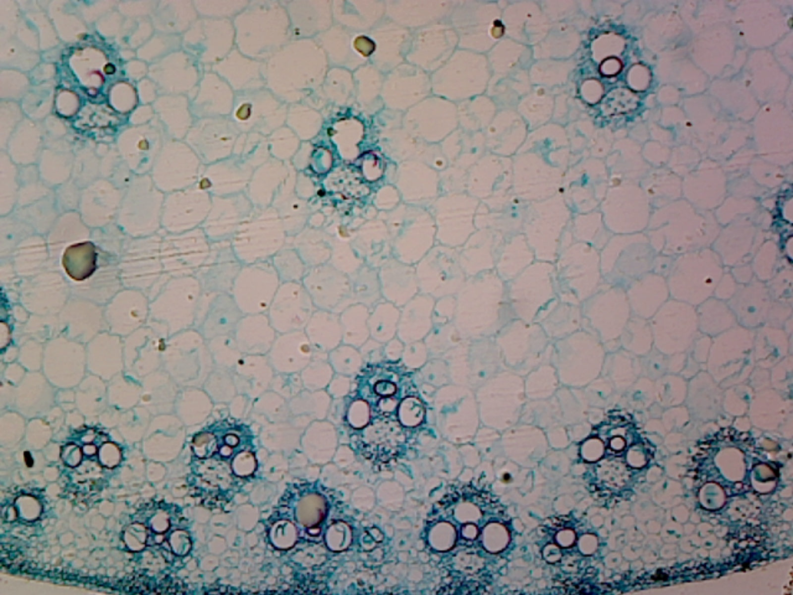 Microscope Slide of Zea Mays (Corn) Stem; Cross Section