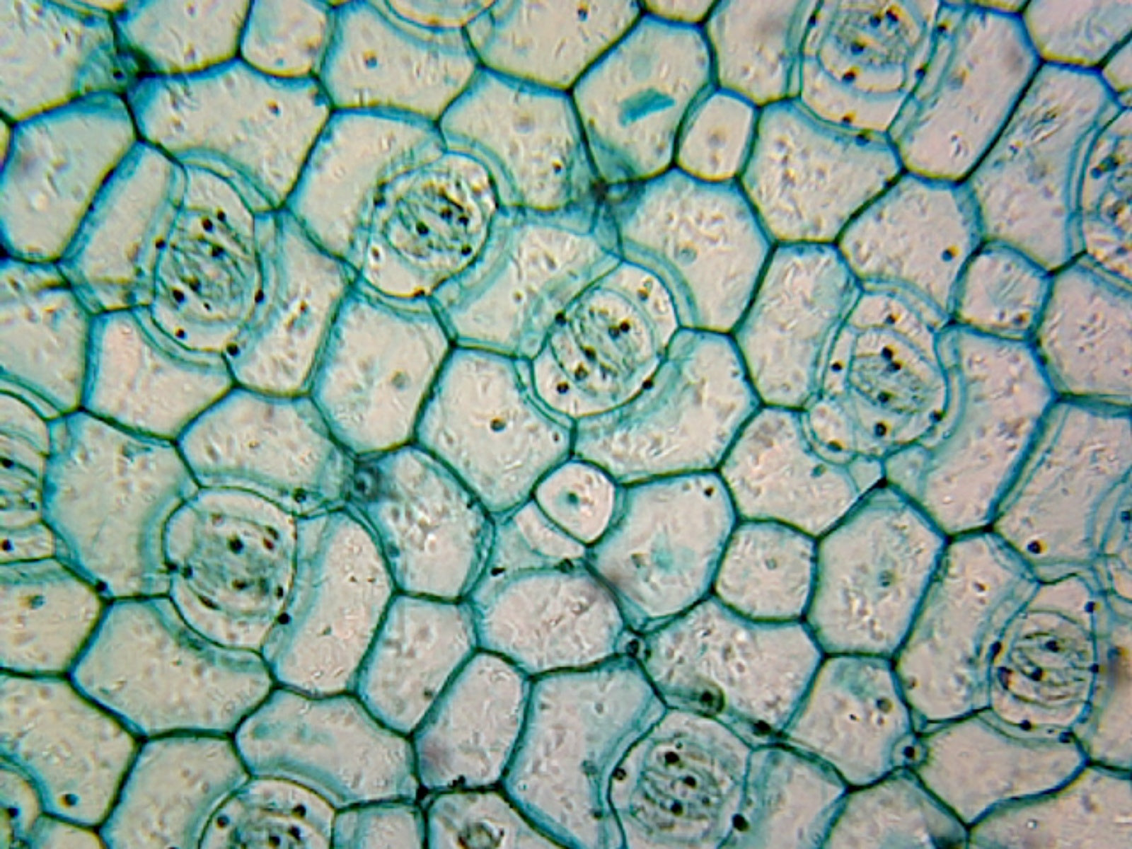 Microscope Slide of Monocot Epidermis; Showing Stomata; Whole-mount by Go Science Crazy