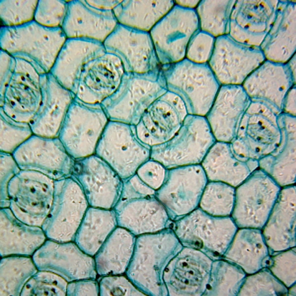 Stomata Complex Microscope Stomata Microscope Practical