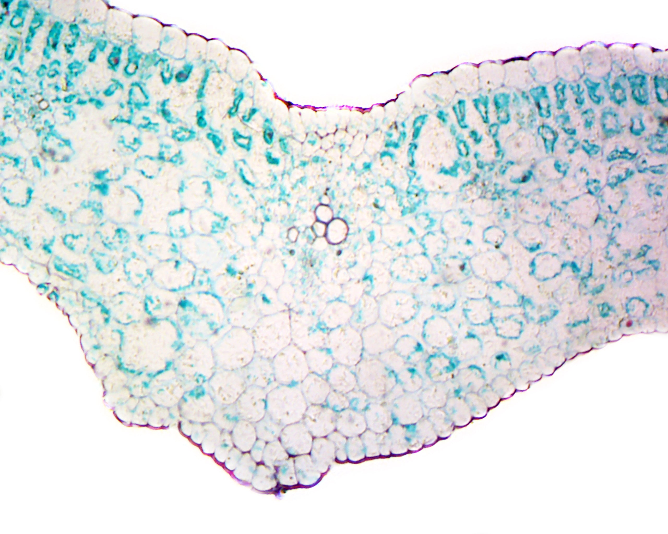 Lilium Leaf; Cross Section by Go Science Crazy