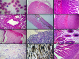 GSC International PS0289 Biology and General Mammal Histology Microscope Slide Set – 19 Slides